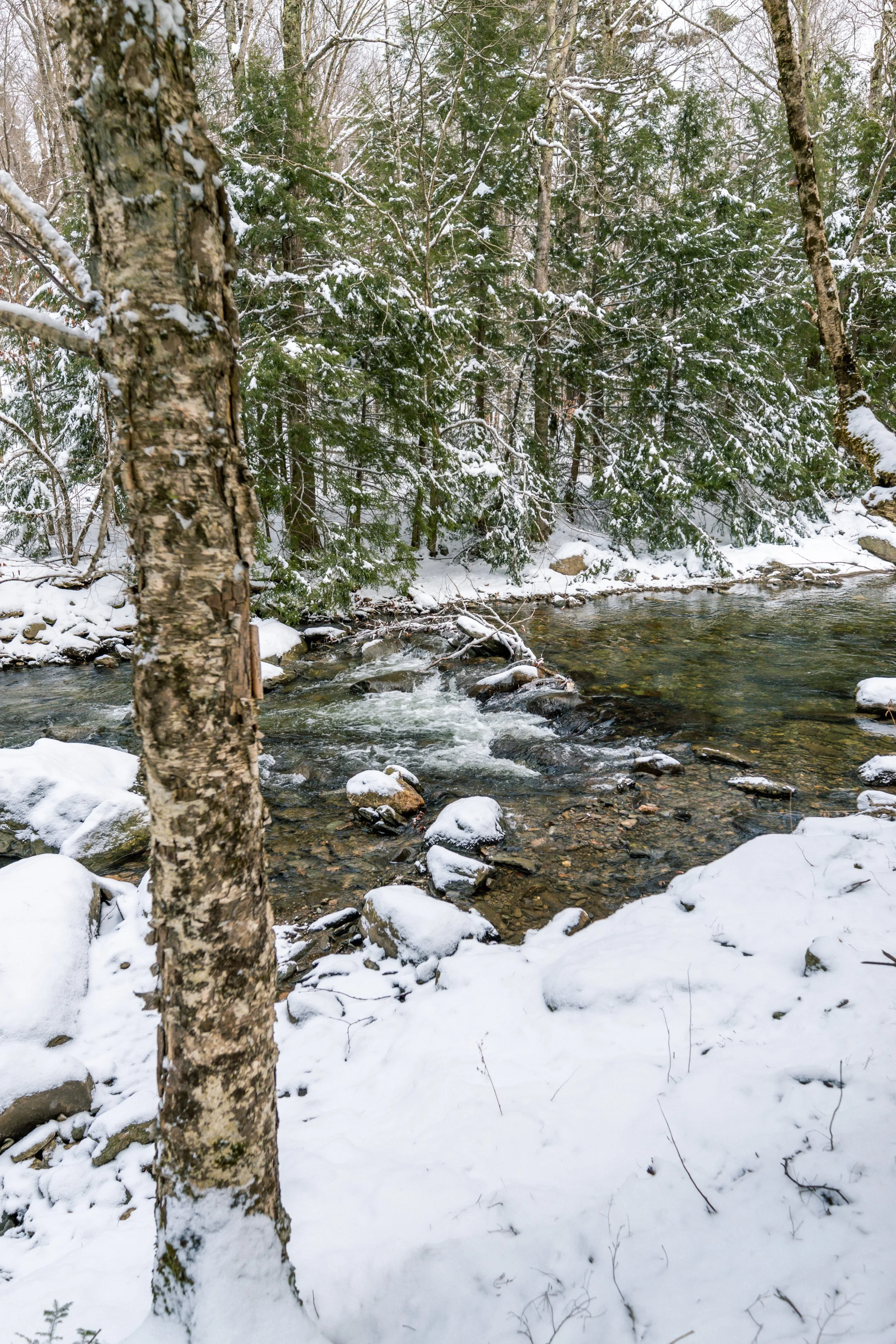 Snow-covered river in a forest with evergreen trees and a tree in the foreground.