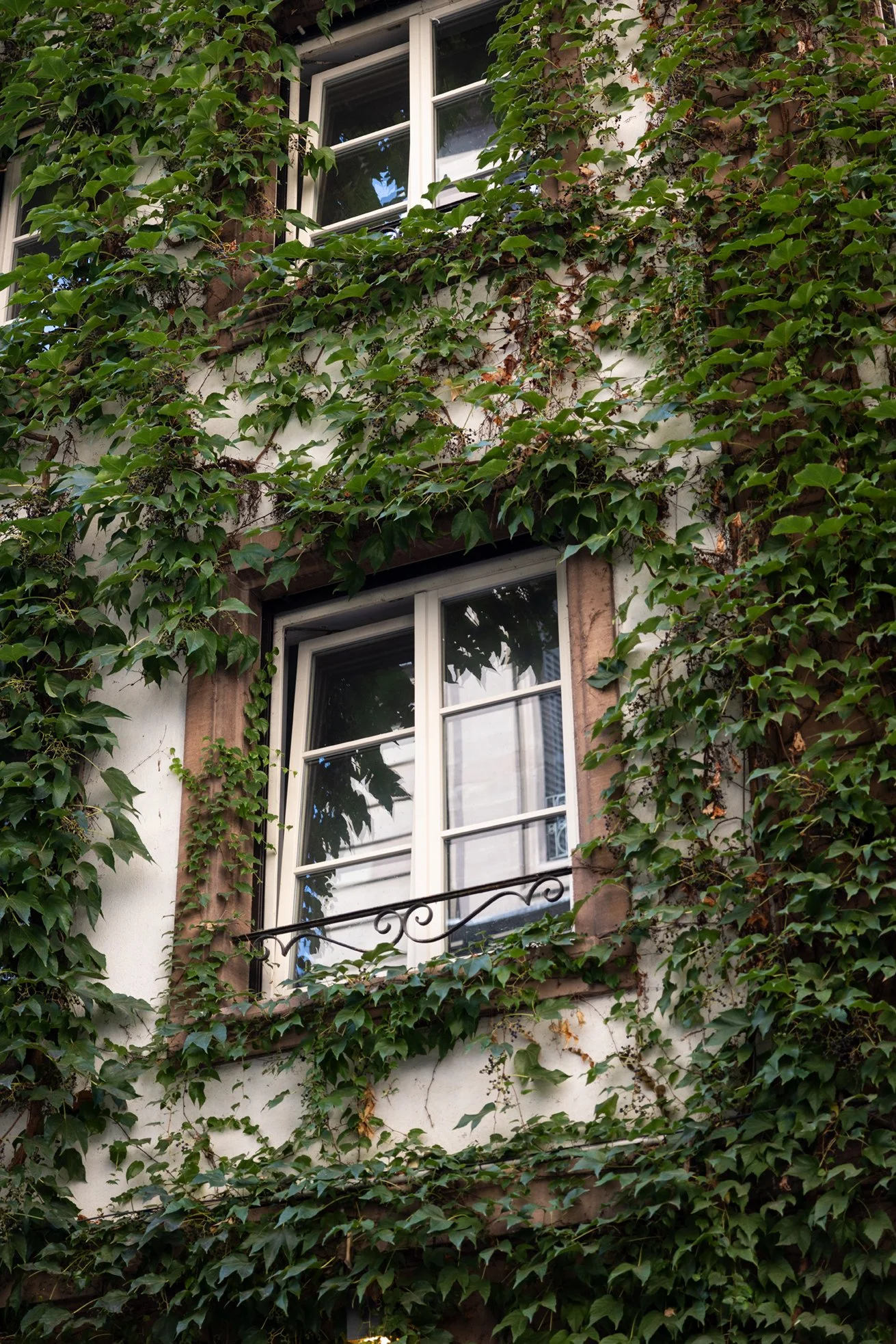 Ivy-covered building in Strasbourg