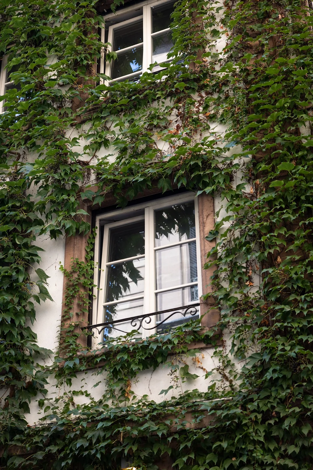 Ivy-covered building in Strasbourg