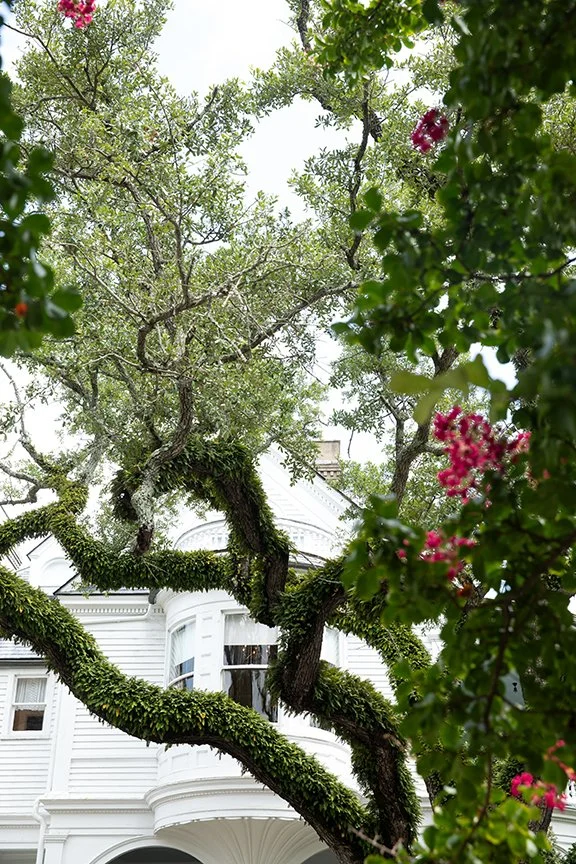 Moss covered tree at Two Meeting Street Inn