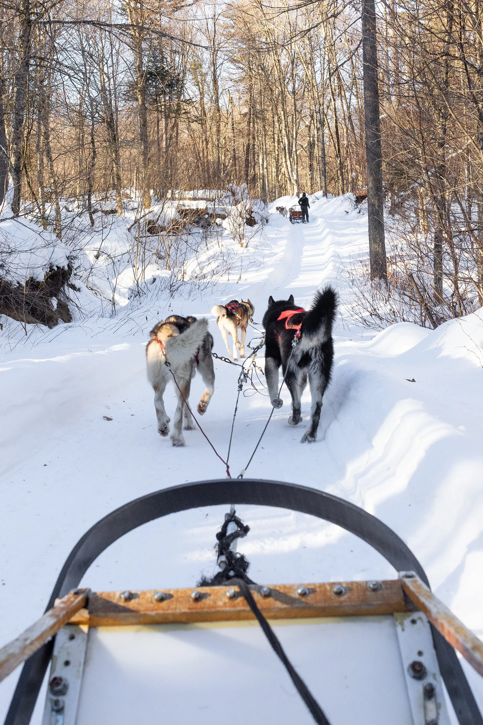 Dog sledding in Quebec, Canada