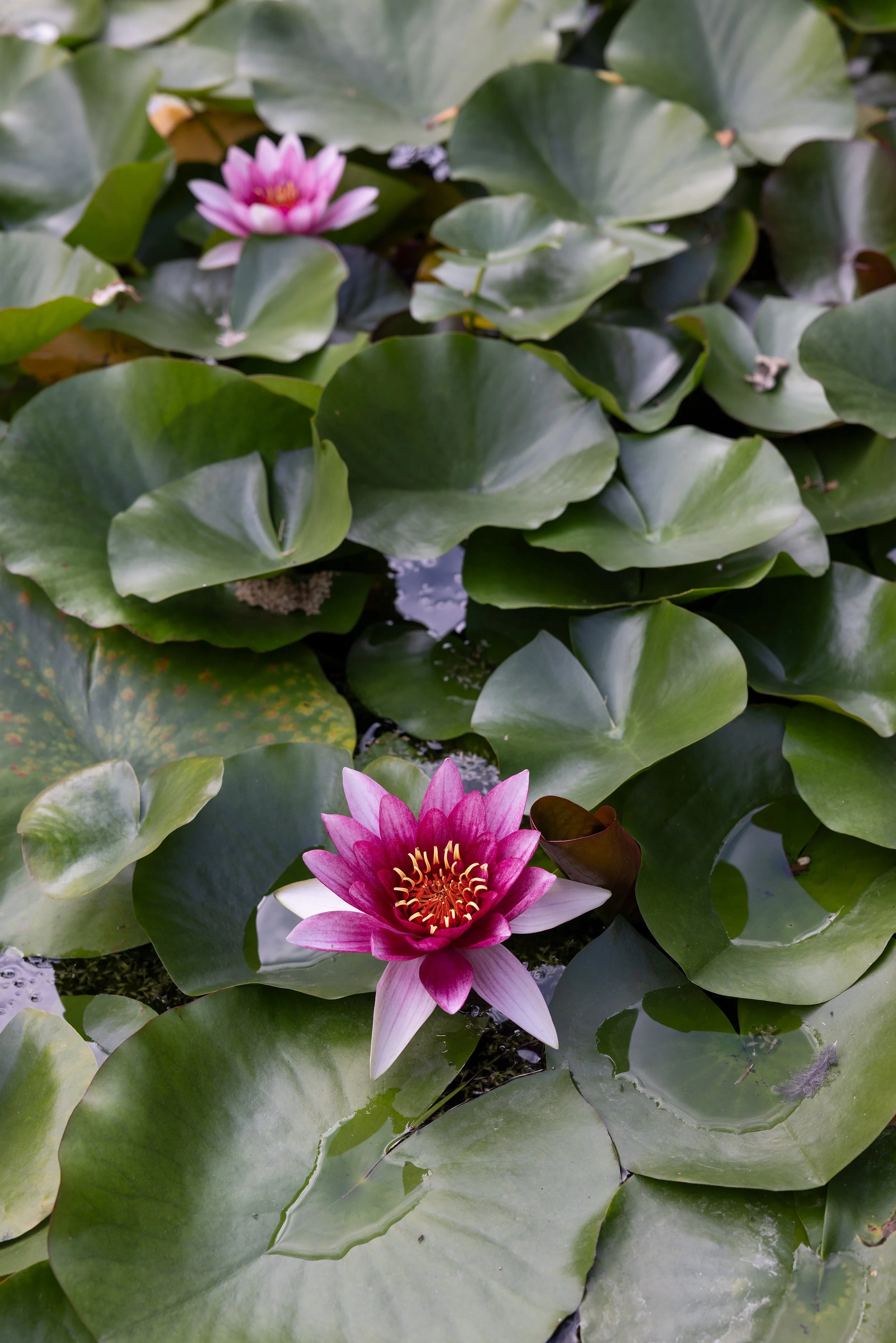 Water lilies at Jardins Renoir, Montmartre
