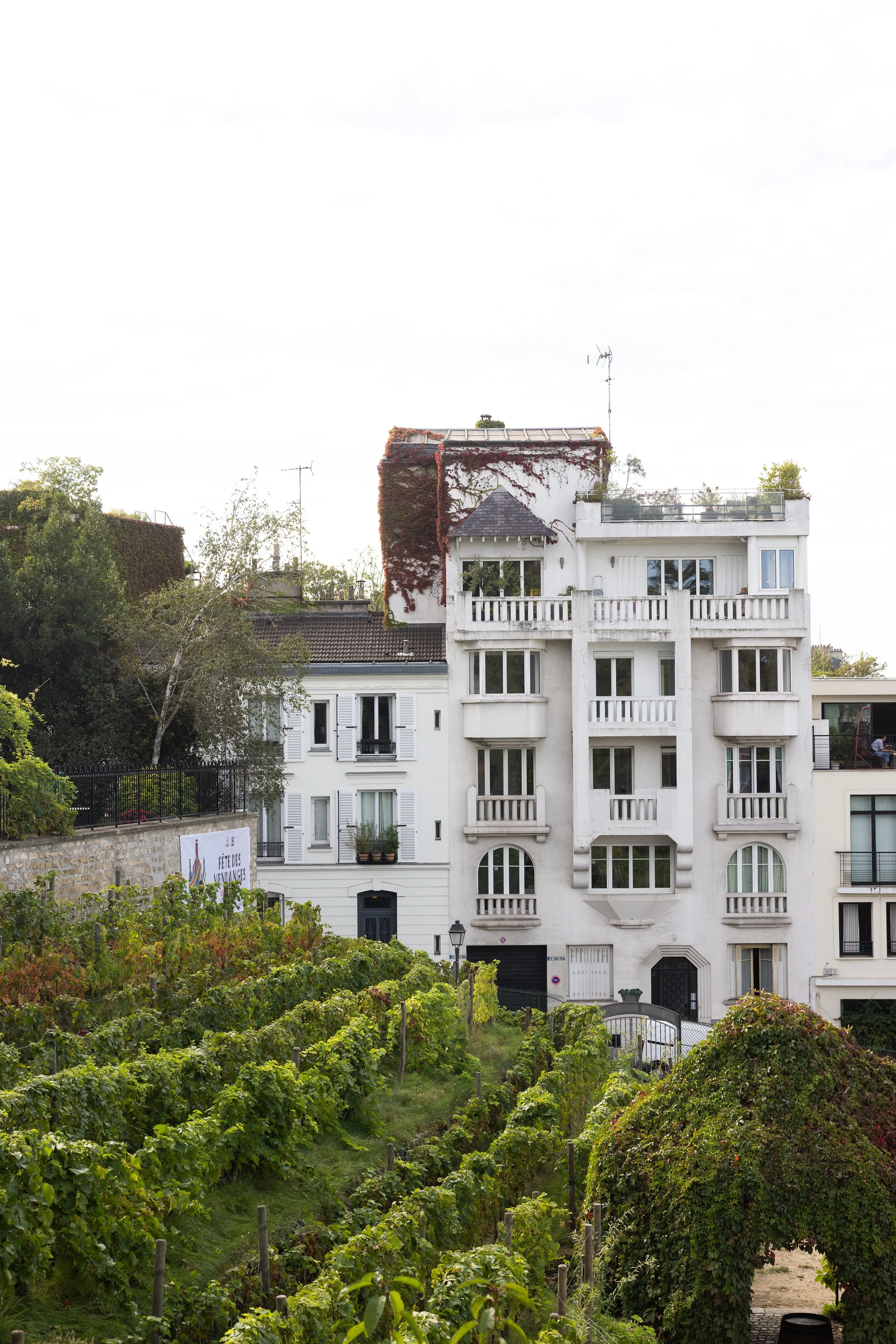 Clos Montmartre vineyard behind the Musée de Montmartre