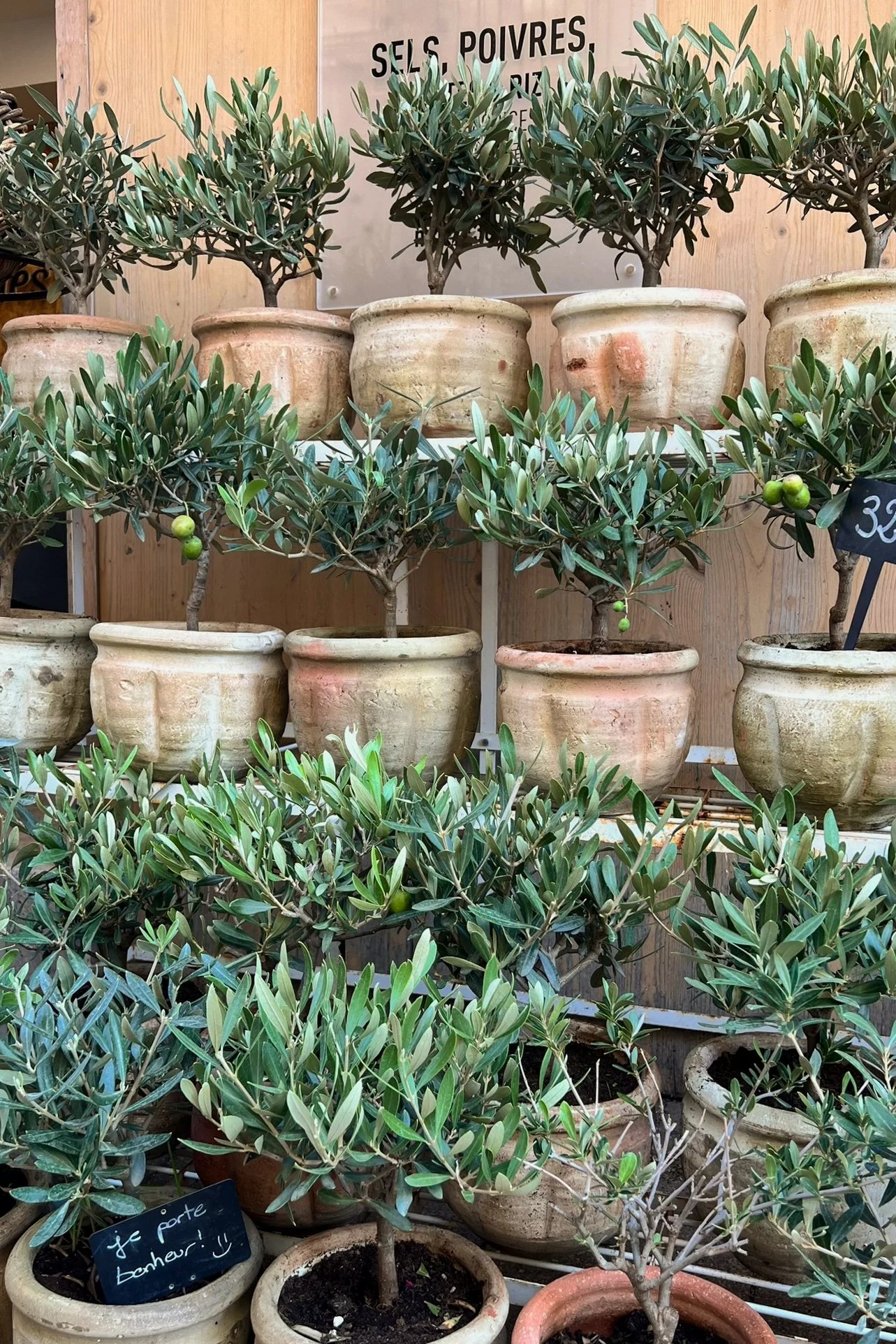 Tiny potted olive trees for sale in Avignon