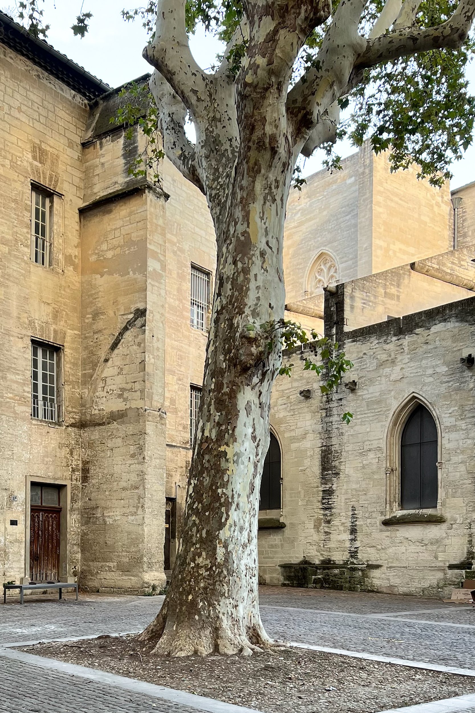 Ceccano Library, Avignon