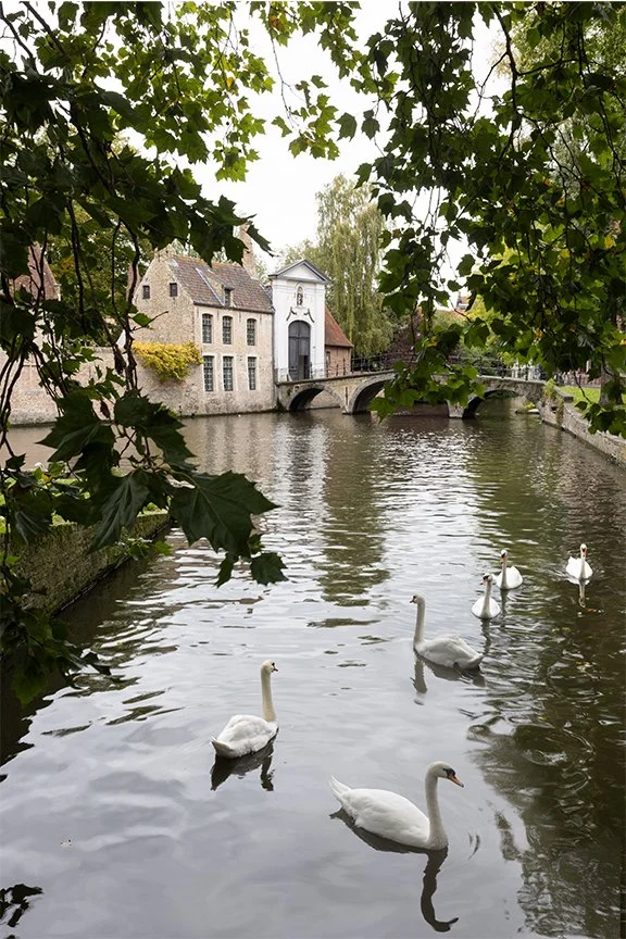 Swans-Minnewater-park-Bruges.jpg