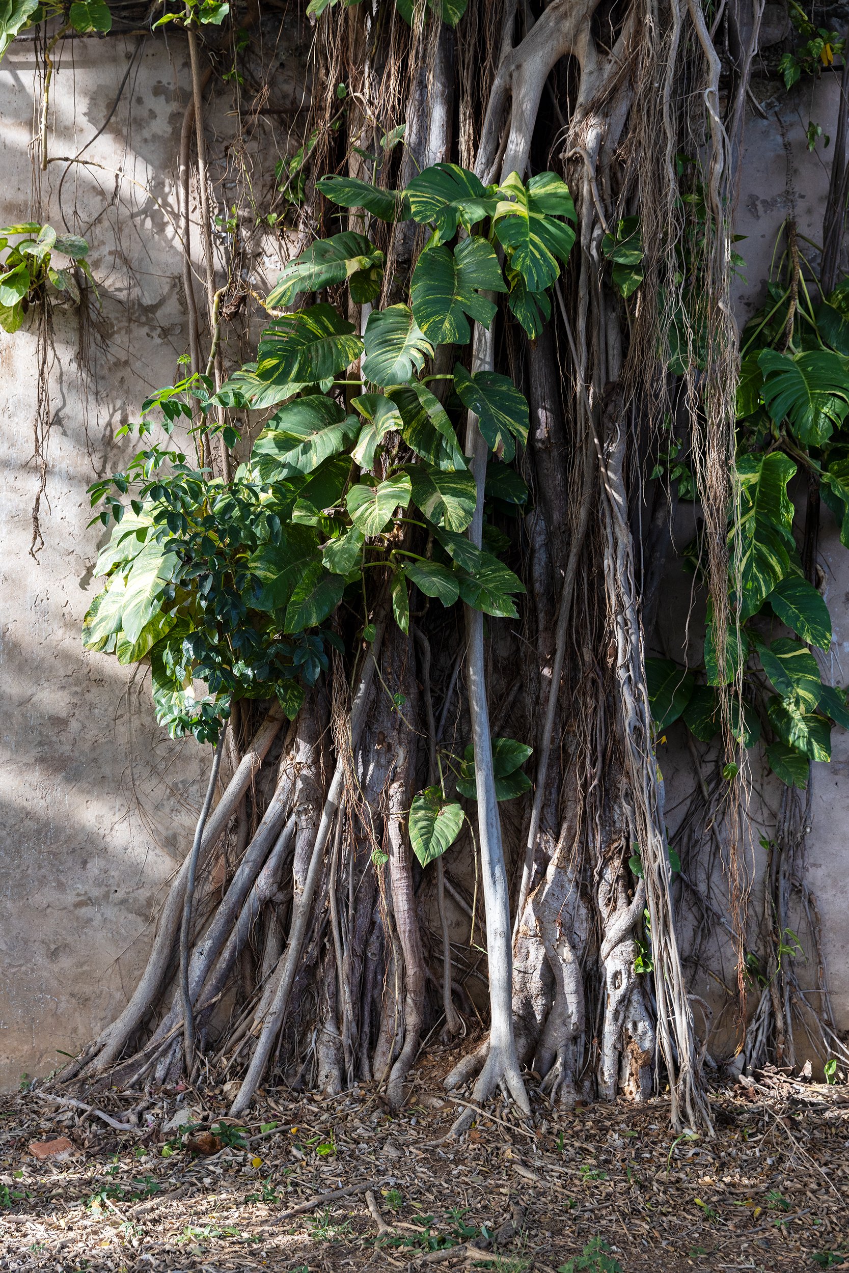 Banyan tree, San Juan, Puerto Rico