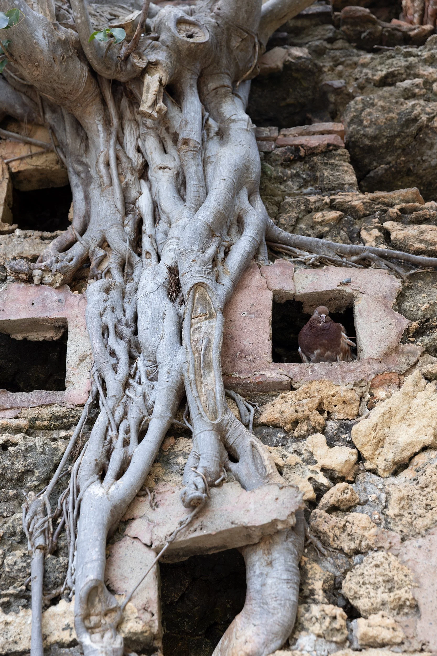 Pigeons at Parque de Las Palomas, San Juan, Puerto Rico