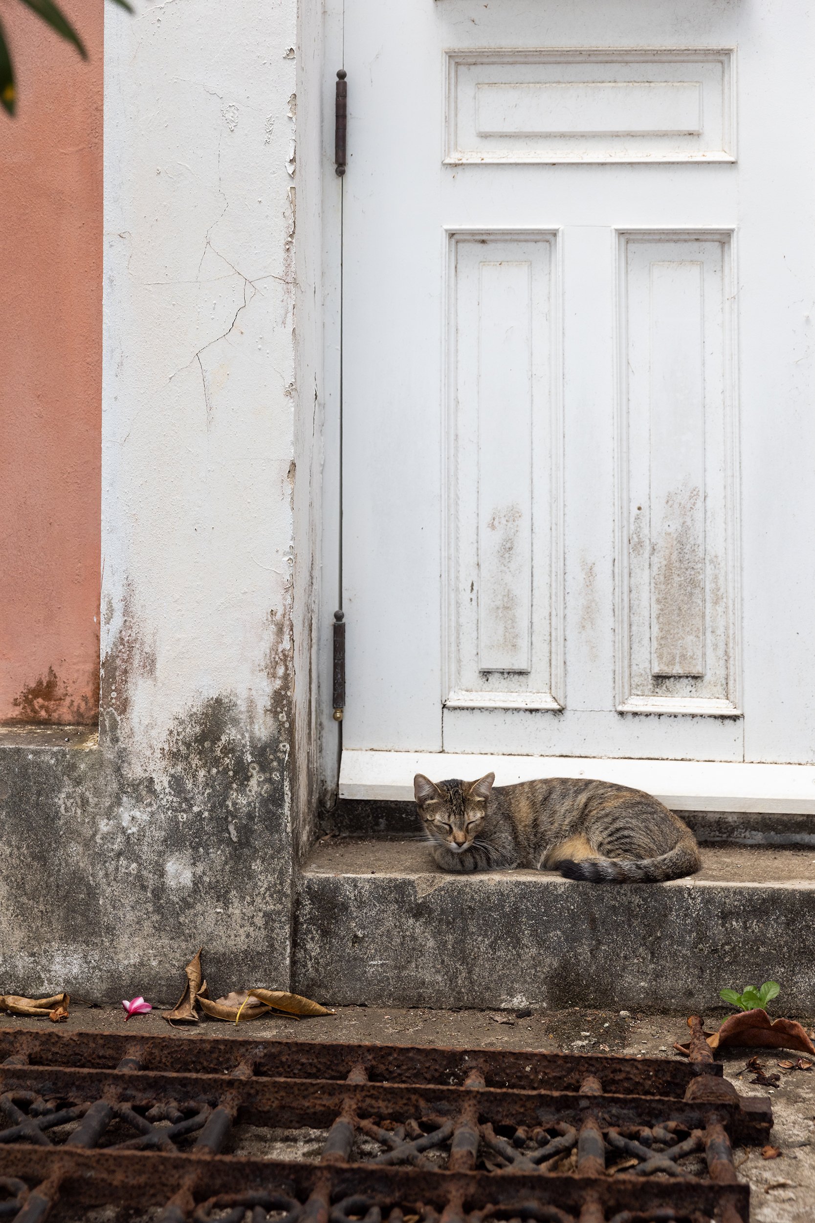 Cat in Old San Juan, Puerto Rico