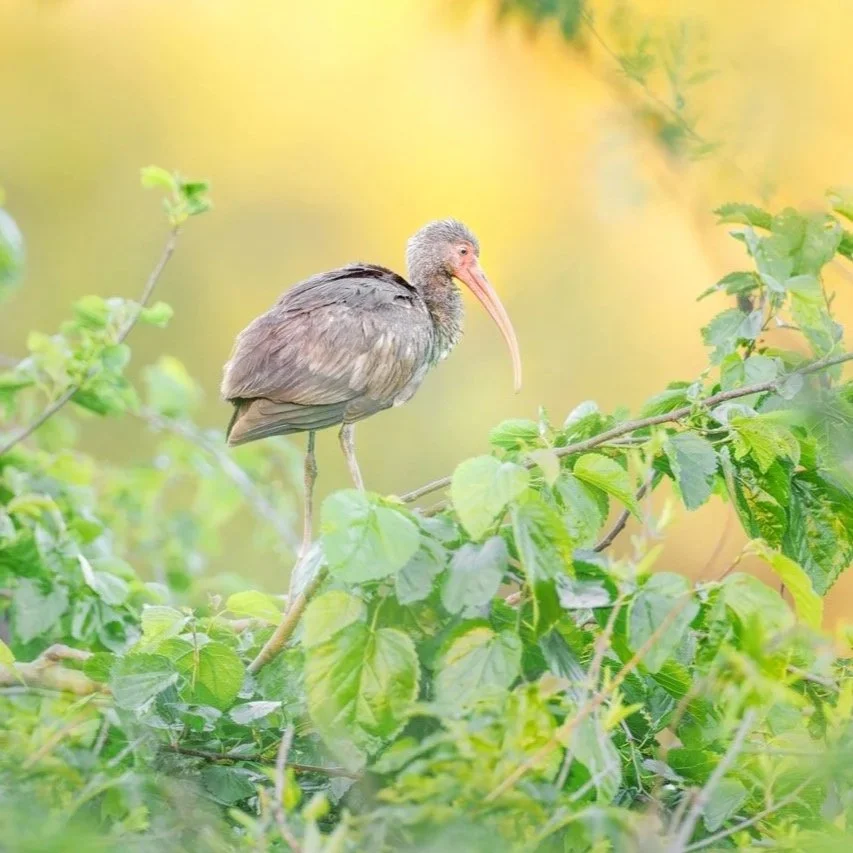 Spring Ibis Large.jpg
