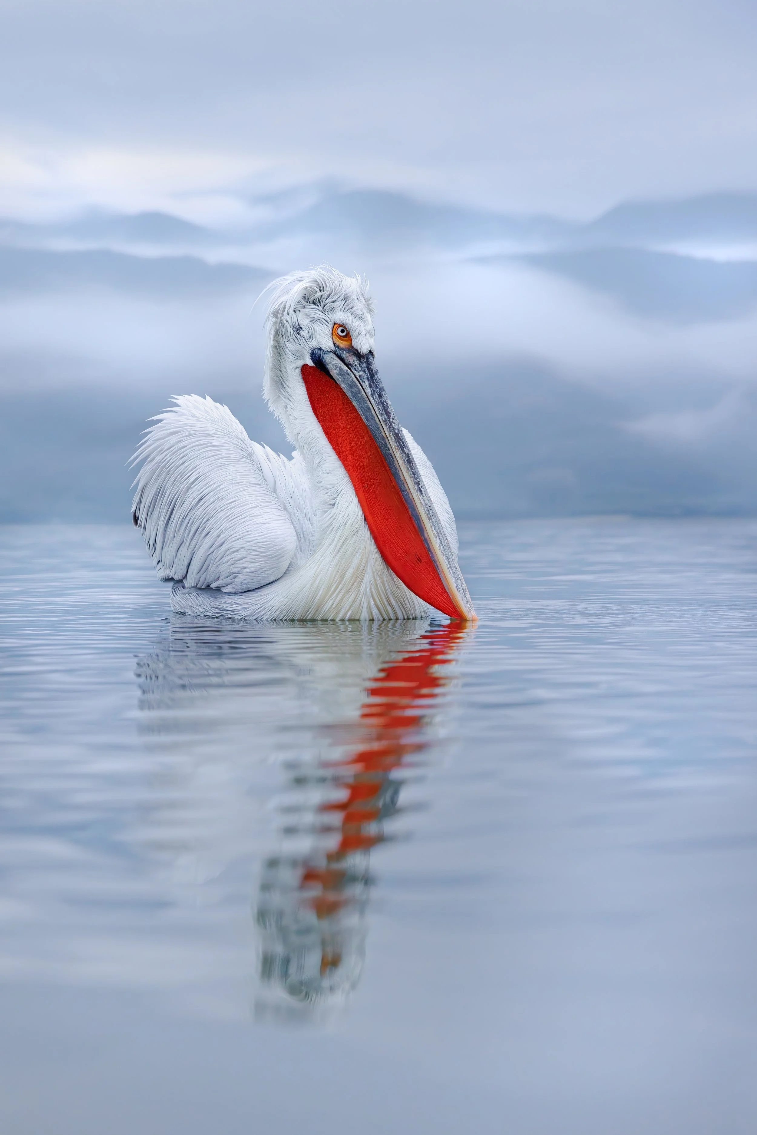 Dalmatian Pelican, Pelican, Birds of Greece