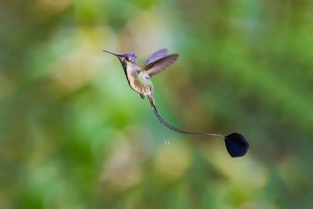 Hummingbird, Marvelous Spatuletail, Peru, Birds