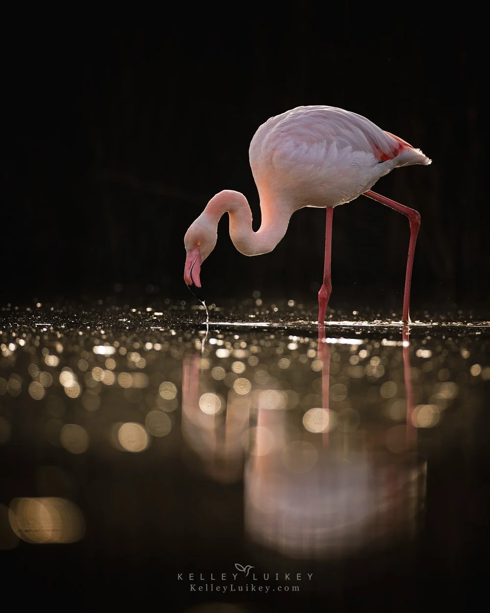 Flamingo; Greater Flamingo; France; Birds of France; Kelley Luikey