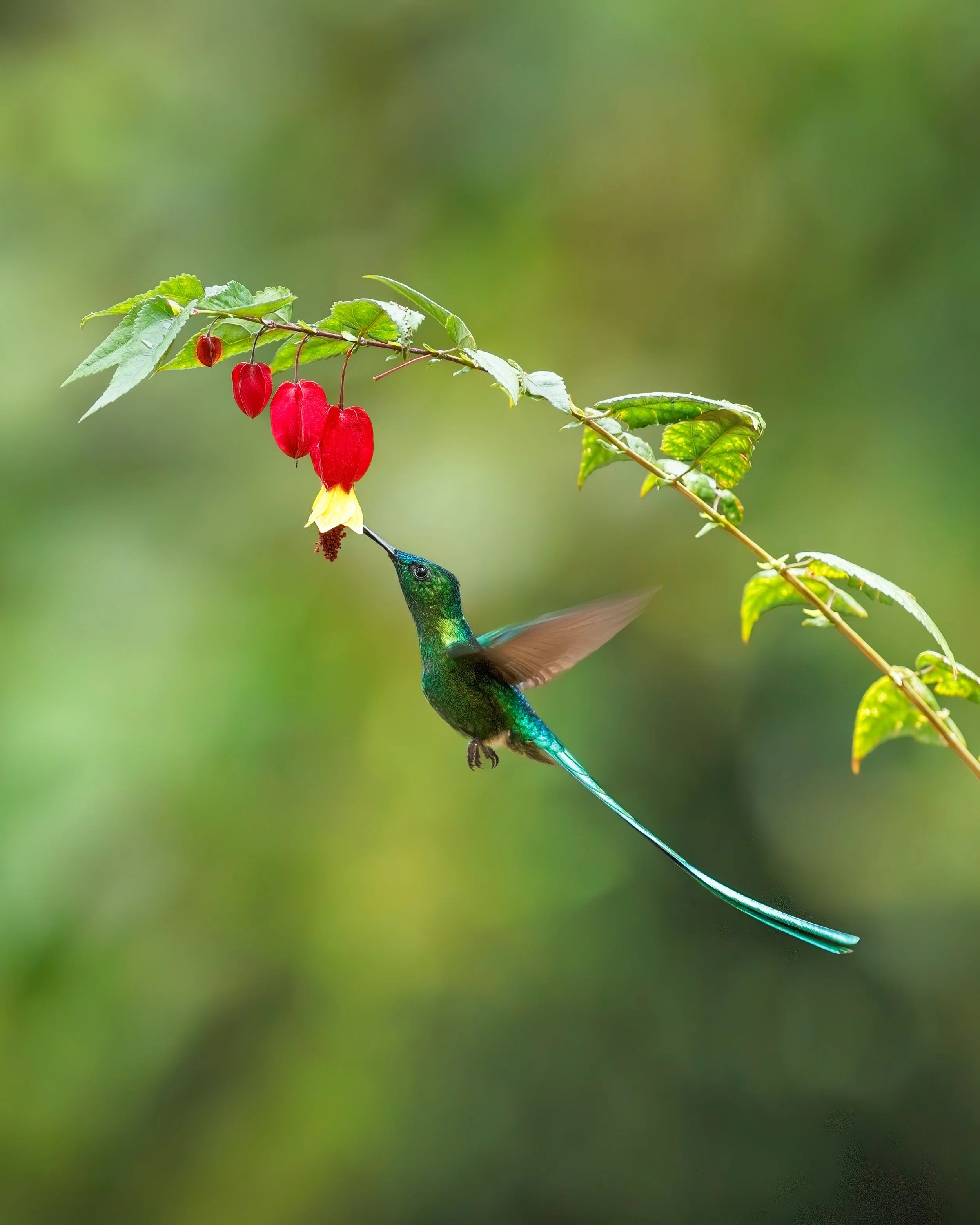 Hummingbird; Long-tailed Sylph; Birds; Kelley Luikey Birds; Colombian Birds; Colombian Hummingbird; Hummingbird
