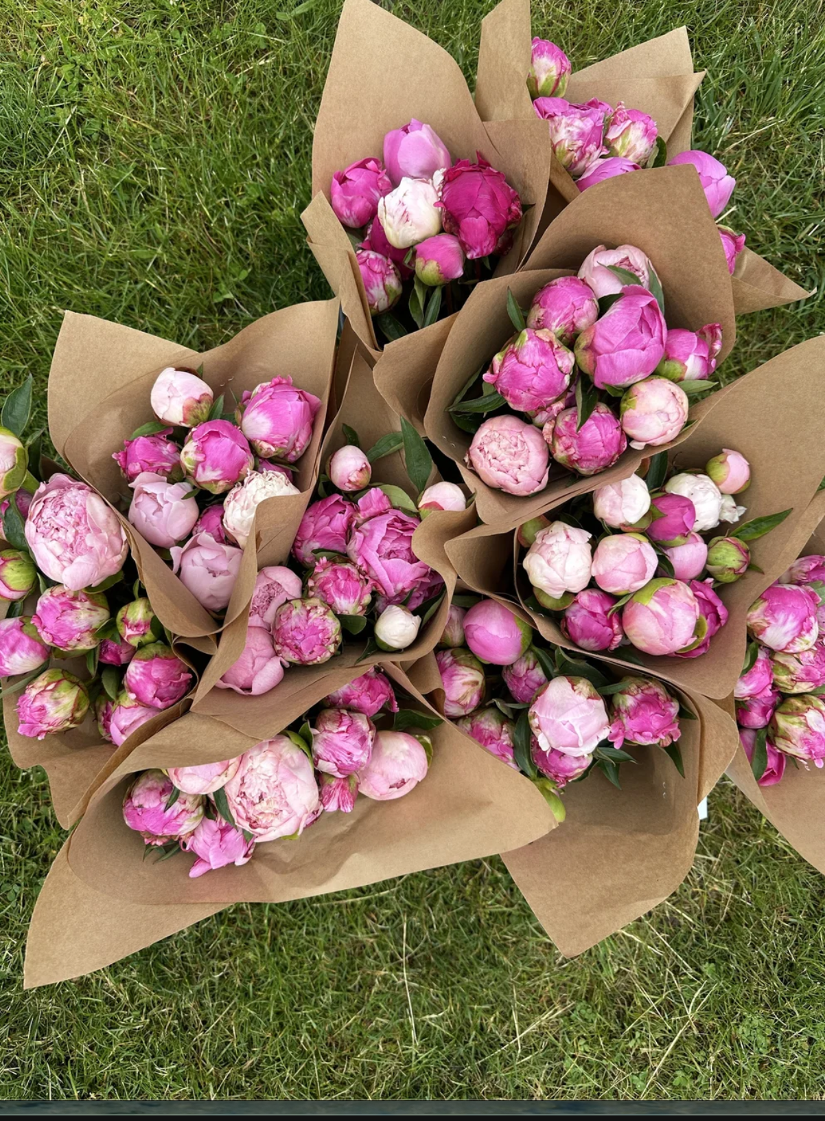 Spring Peony Bloom Subscription