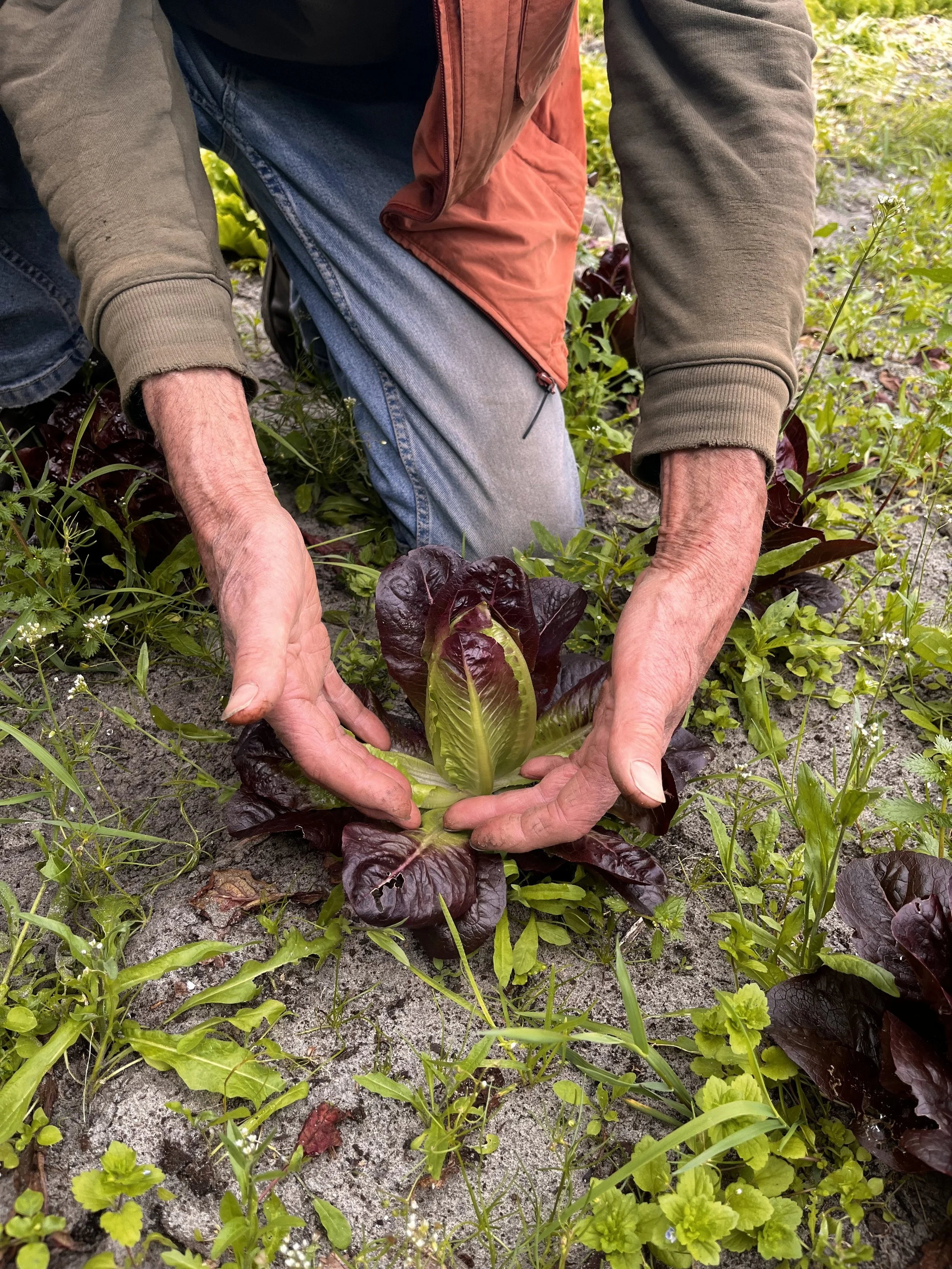 natuurvoeding-dynamischelandbouw-sla