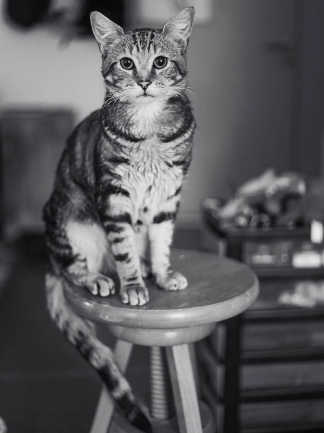 &ldquo;Artists like cats, soldiers like dogs.&rdquo; Desmond Morris

The greatest studio assistant. Romano Cheese. Roman. Roma. Bay-be. Cutie boy. Captured by @jess.king13