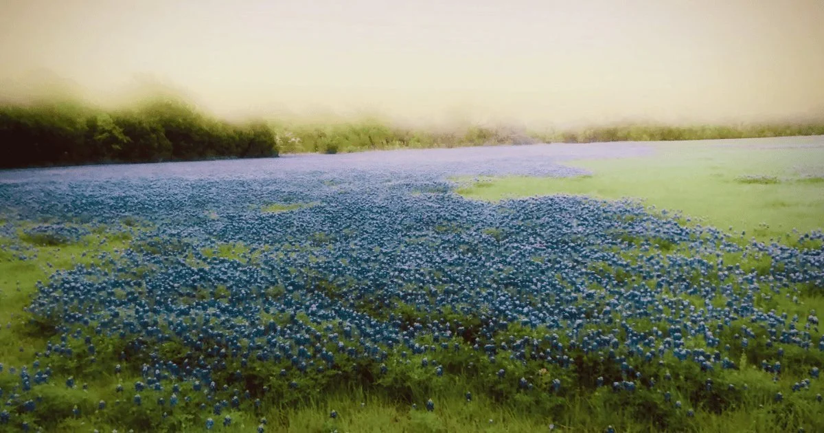 🌿 Allergy Shots in Glen Rose, TX: Long-Term Relief from Texas Seasonal Allergies