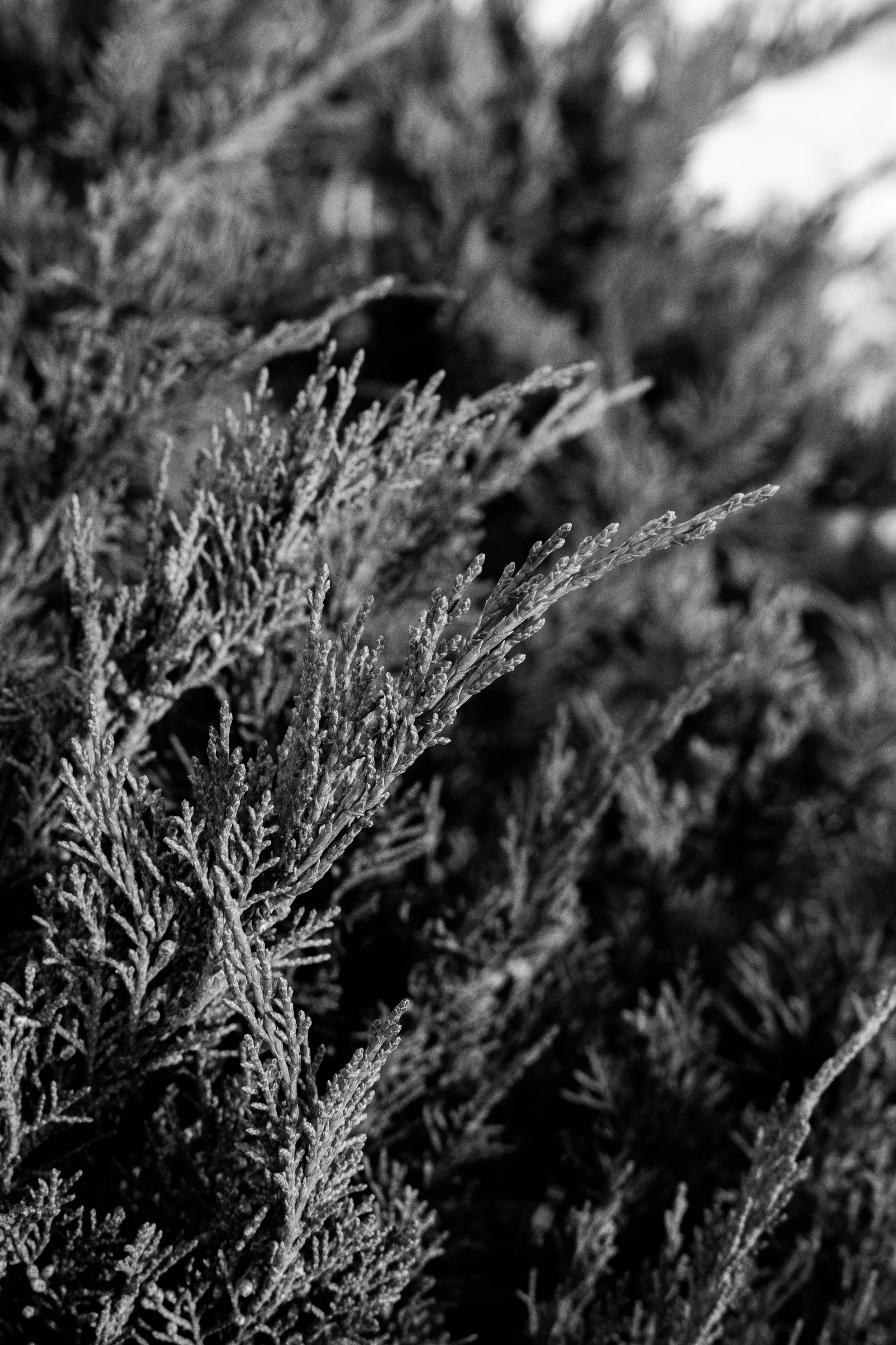 90 minute Cycle Consult