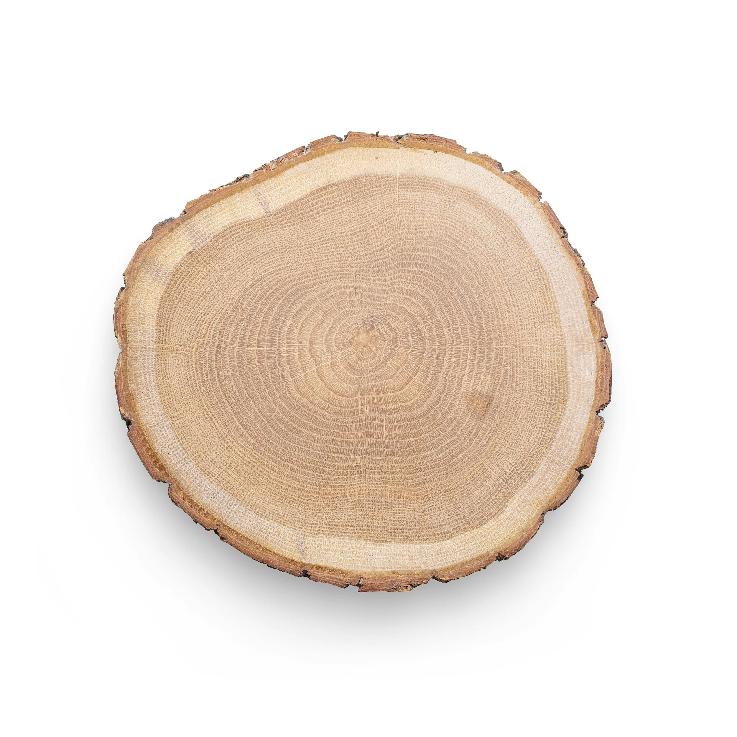 Cross-section of a tree trunk showing growth rings.