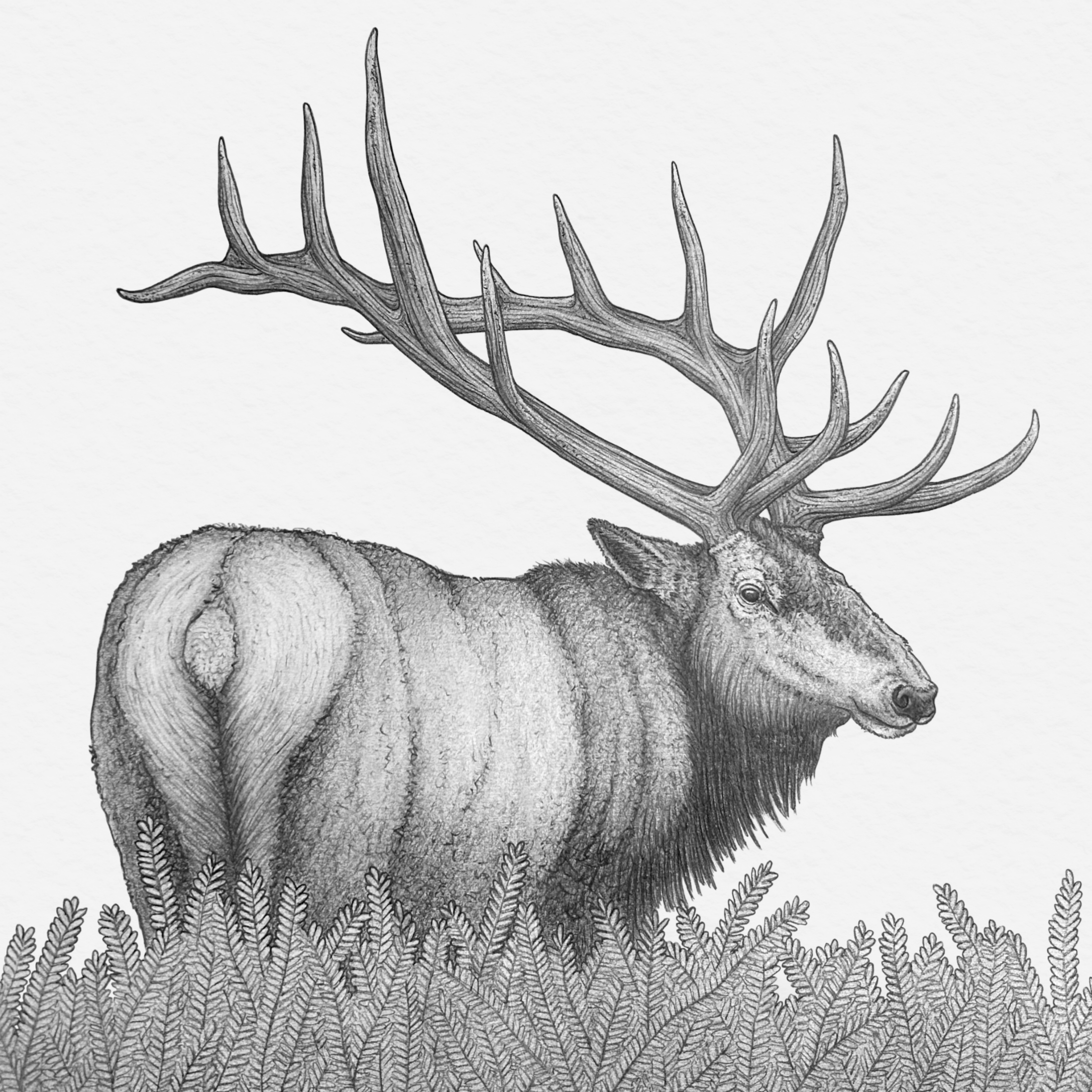 Wapiti Sketch, 2024