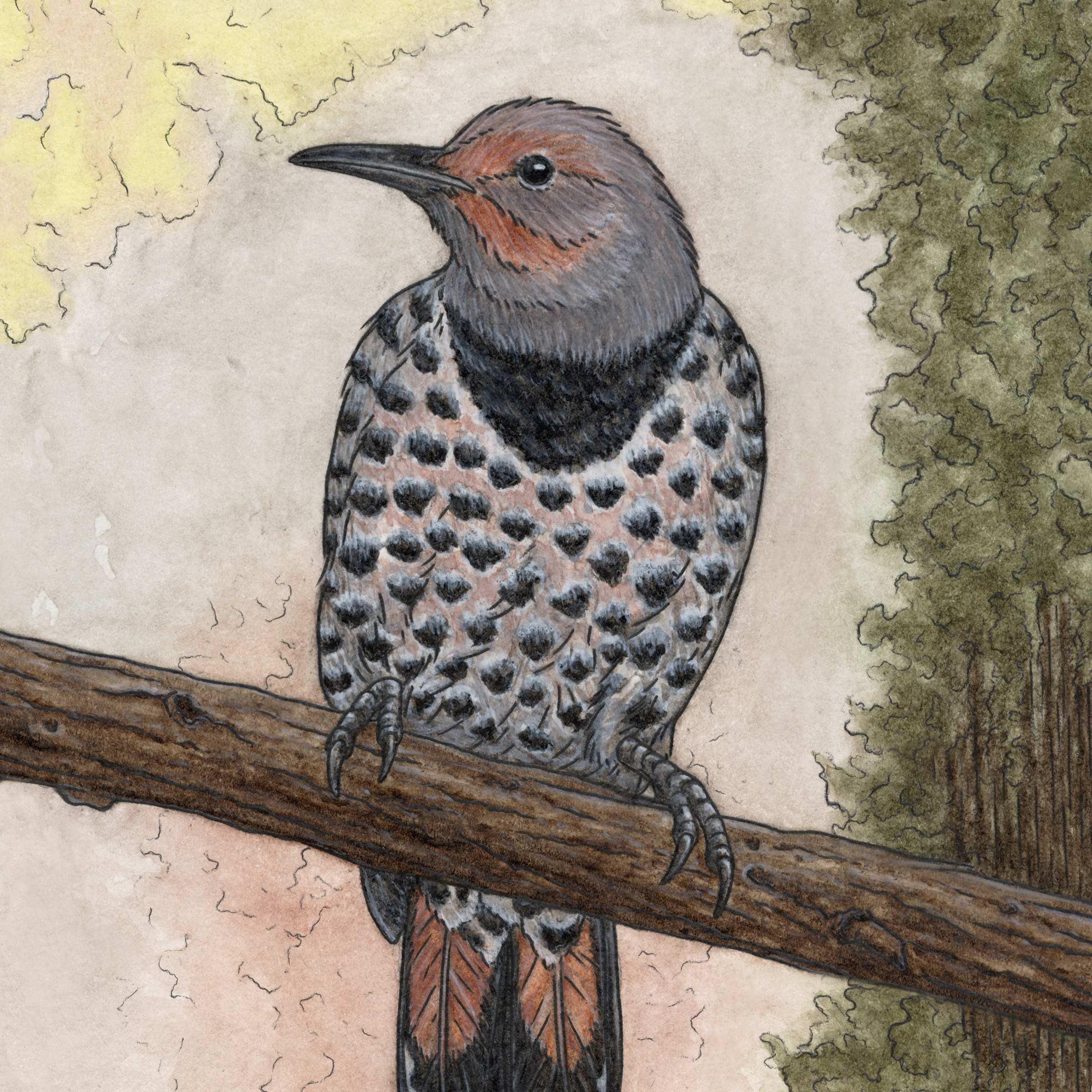 Northern Flicker in Watercolor, 2026