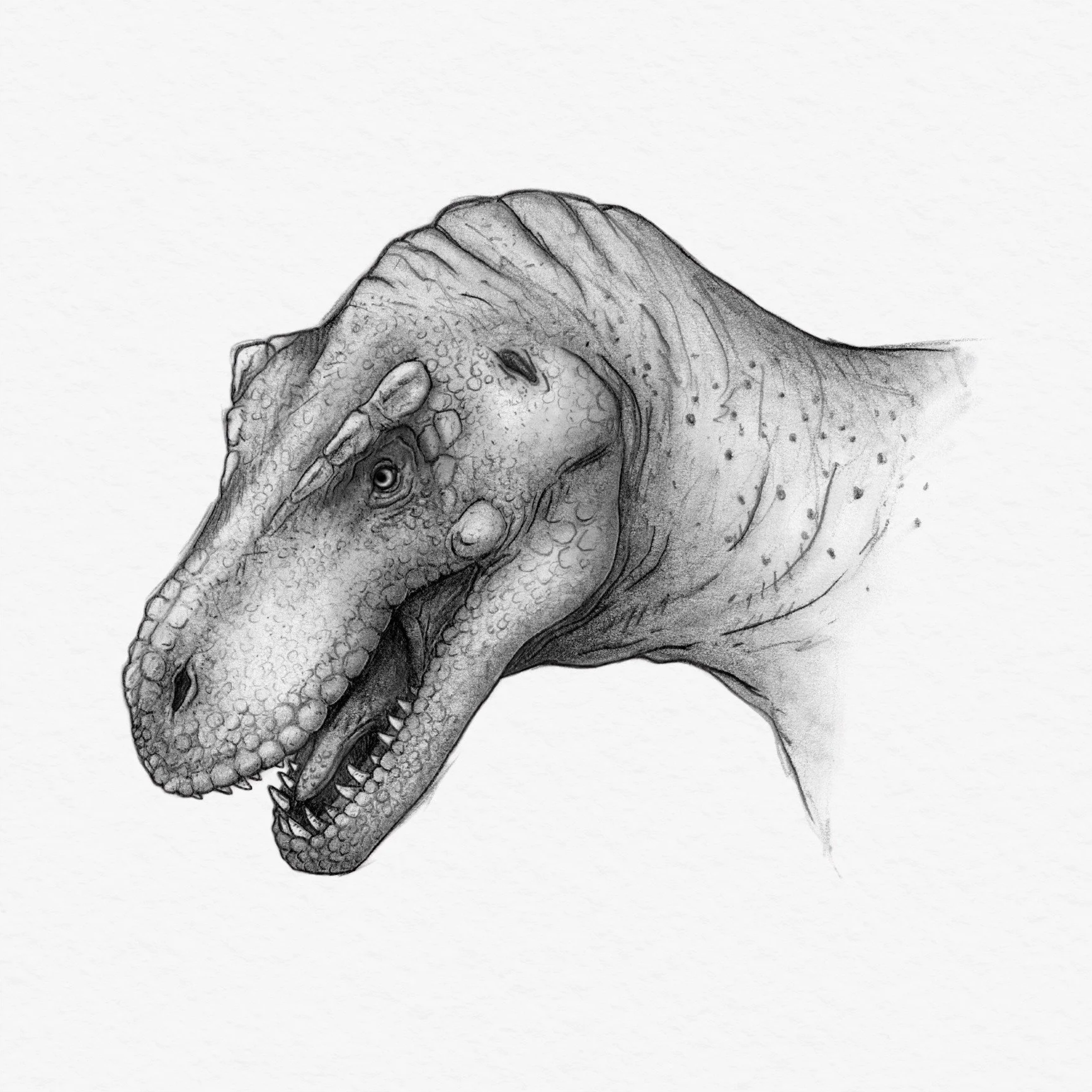 Tyrannosaurus rex Portrait, 2022