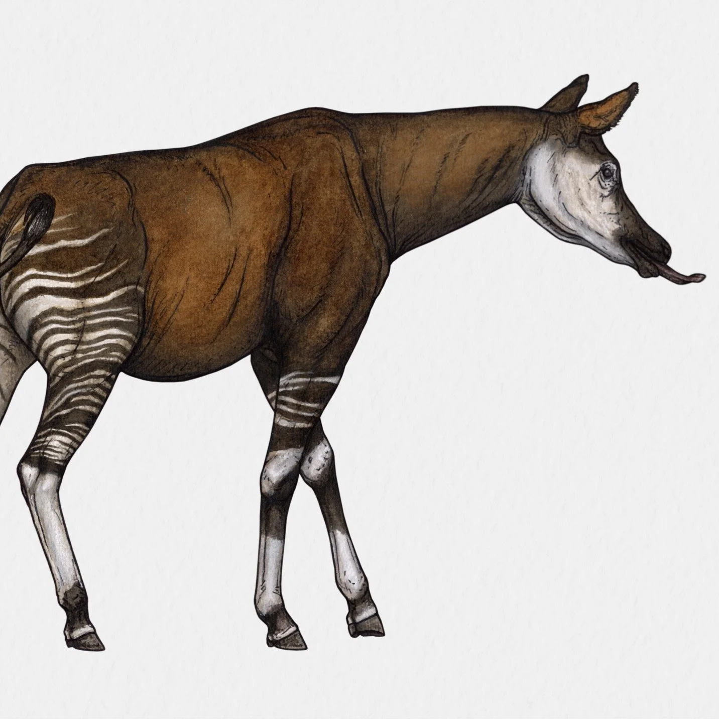 Okapia johnstoni in Watercolor, 2021