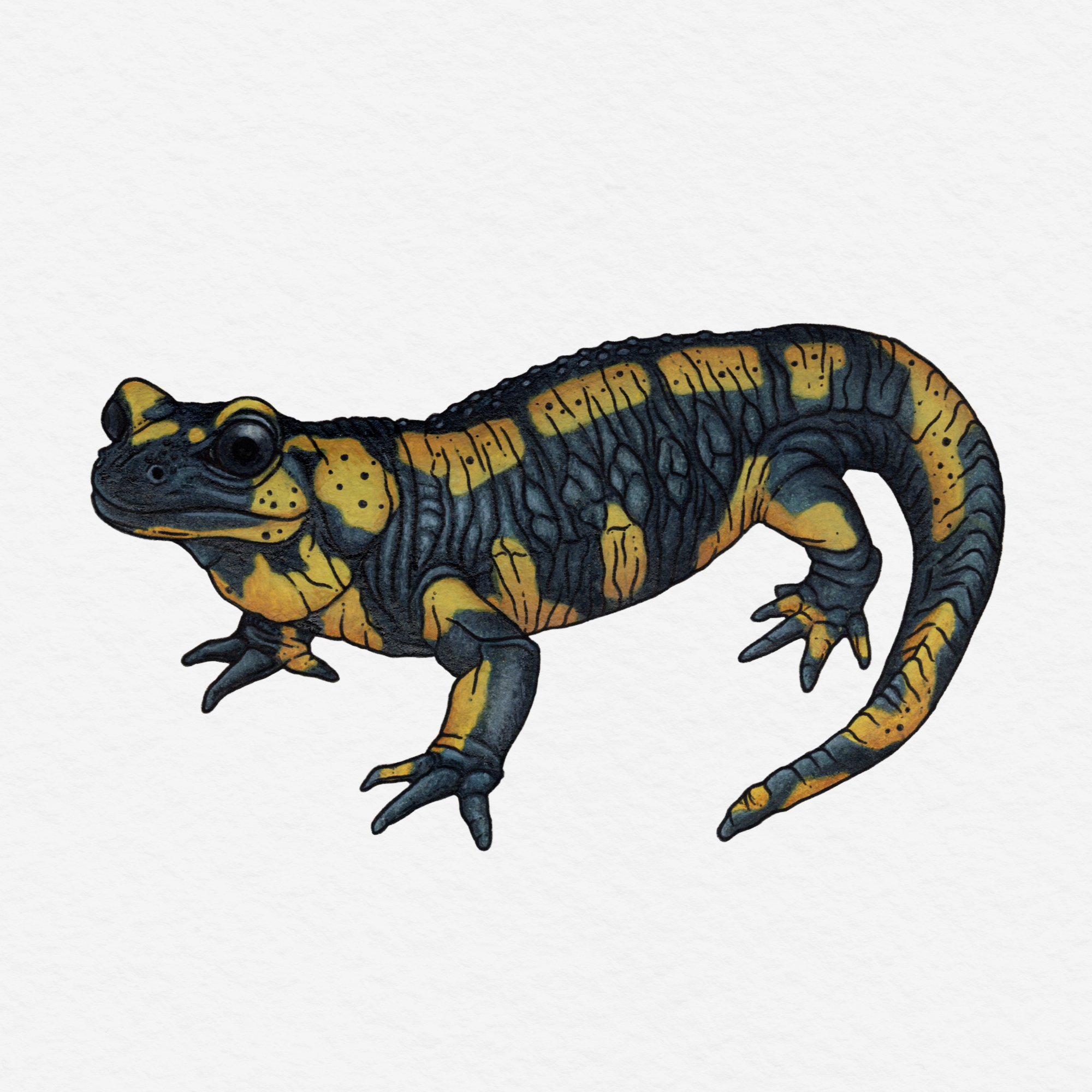 Fire Salamander in Watercolor, 2025