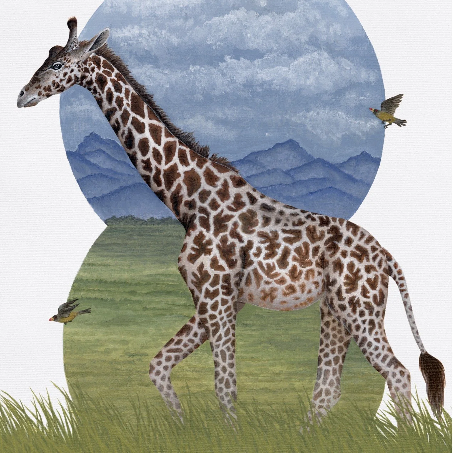 Giraffe and Oxpeckers, 2020