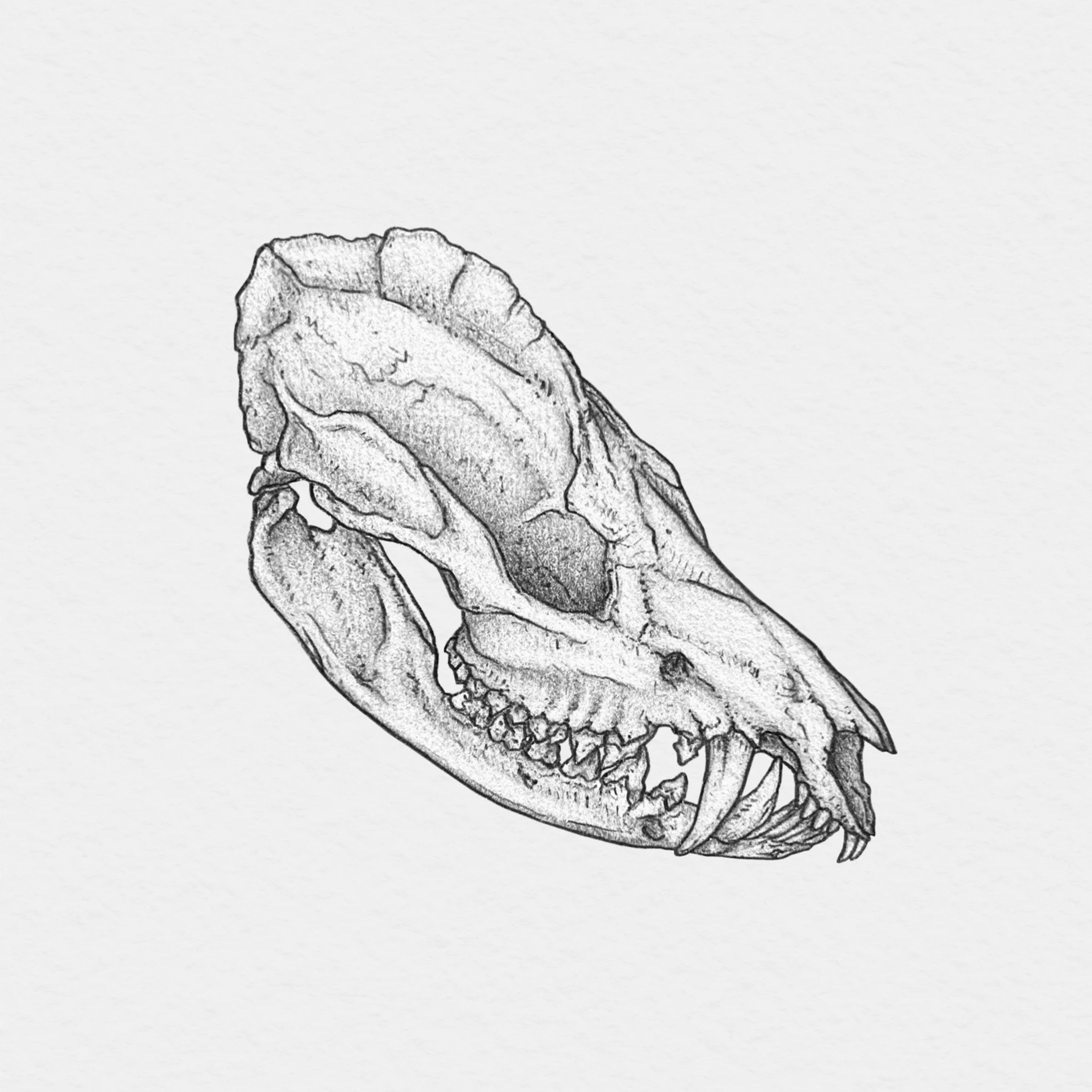 Virginia Opossum Skull, 2023