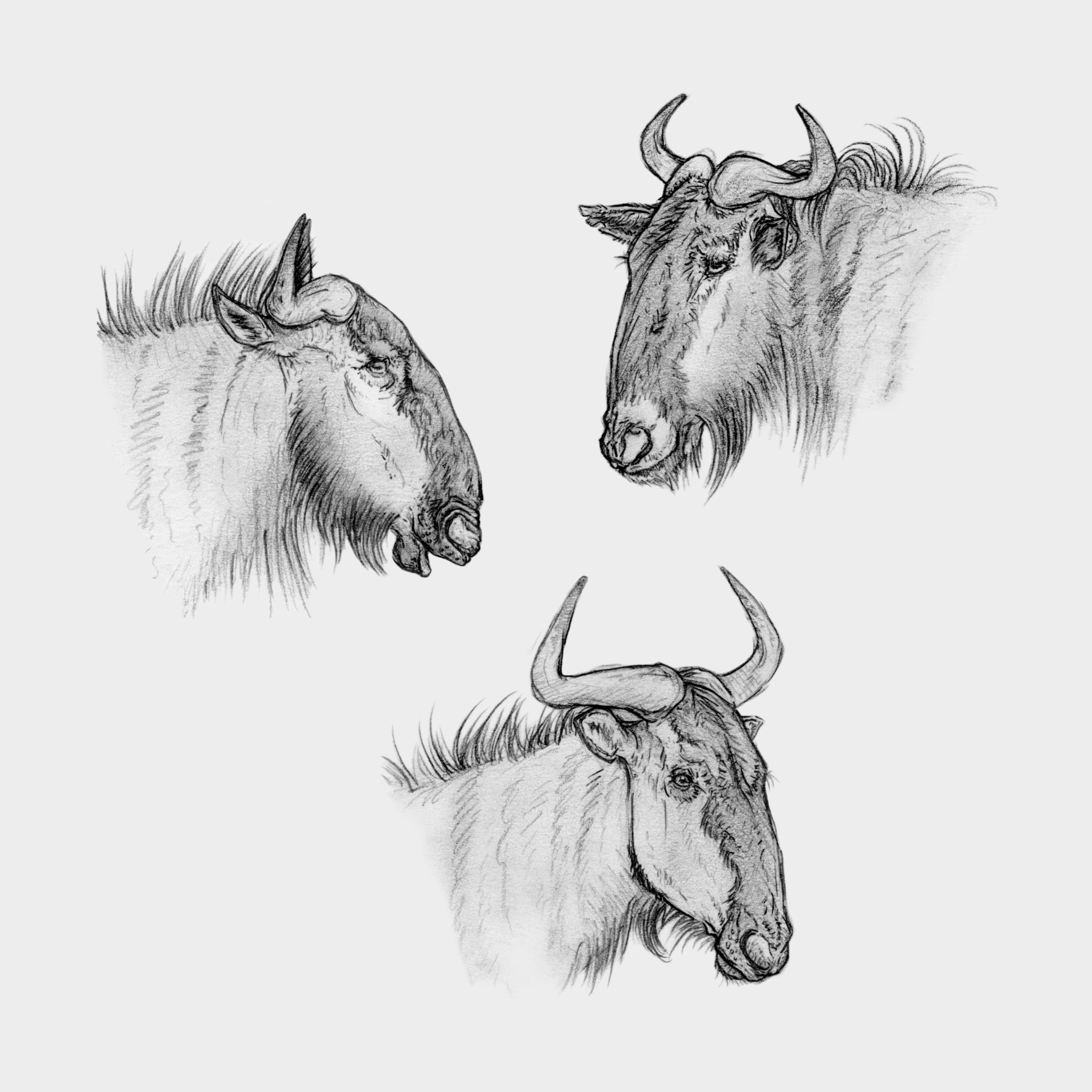 Wildebeest Portrait Study, 2021