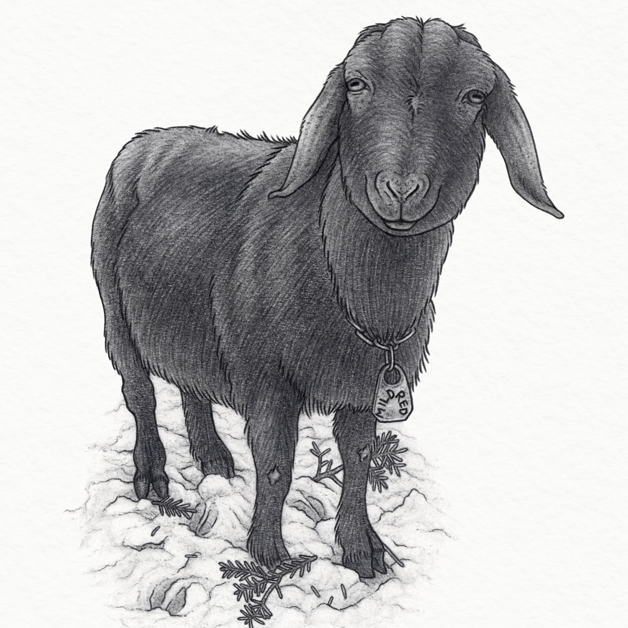 Goats of Allegheny Goatscape, 2026