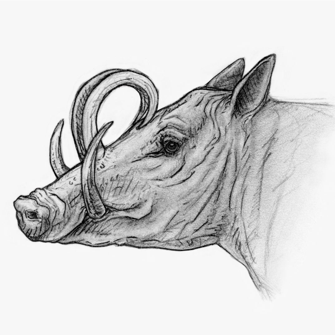 Wildlife Portrait Sketches, 2021