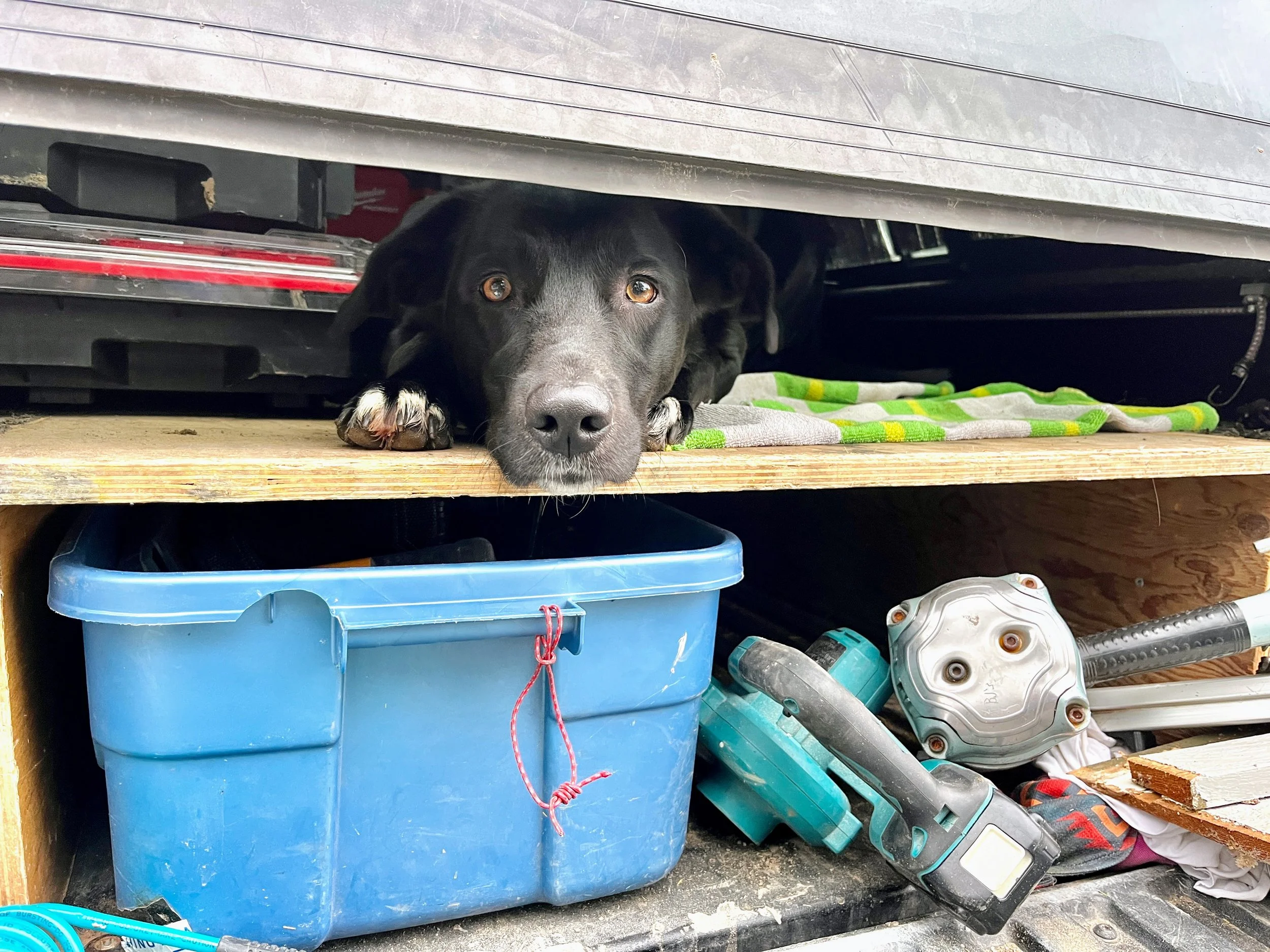 A black dog resting its head on a wooden platform in a garage or workshop, with tools and a blue storage container underneath.