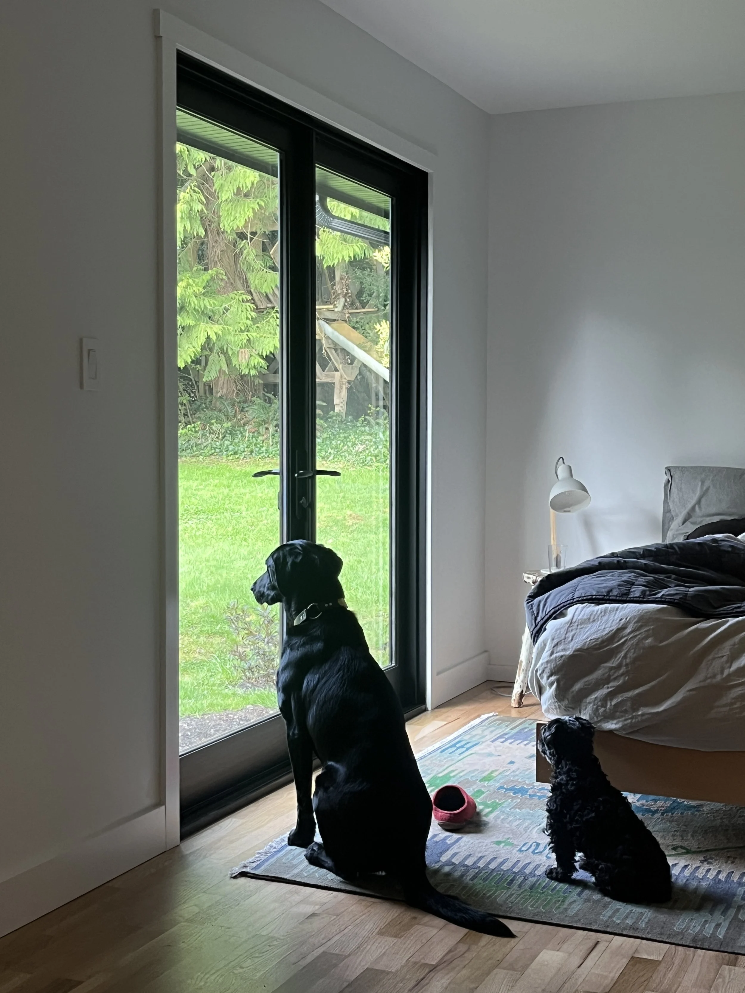 Inside a bedroom with a large glass door looking out to a green garden. A large black dog and a small black curly-haired dog sit on a striped rug near the bed, looking outside. A pink dog bowl is on the rug. The bed has a gray and black comforter. Ne
