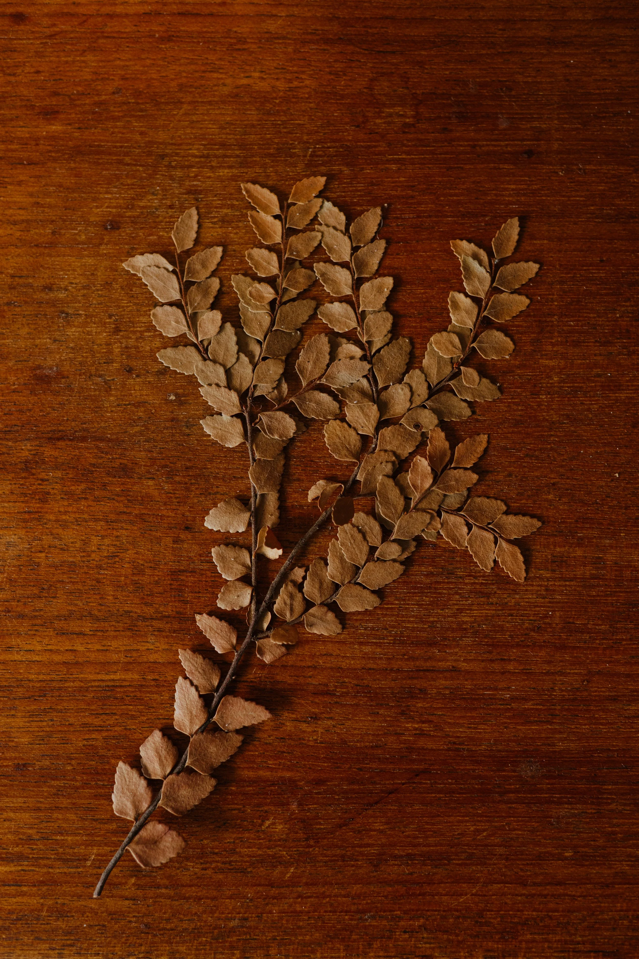 Dried brown fern leaves on a wooden surface.