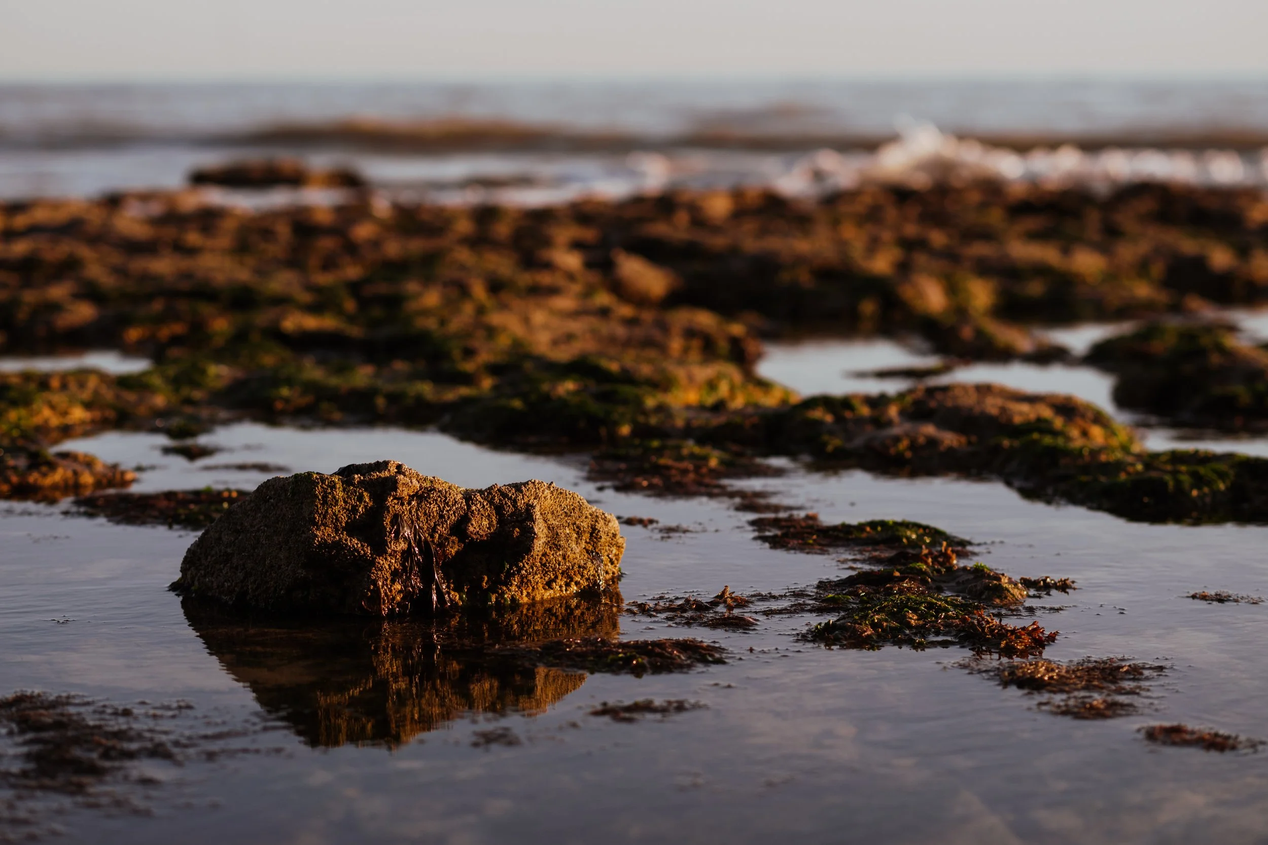 A close-up view of a rock on a wet shoreline with seaweed and reflecting water, with gentle waves and the horizon in the background.