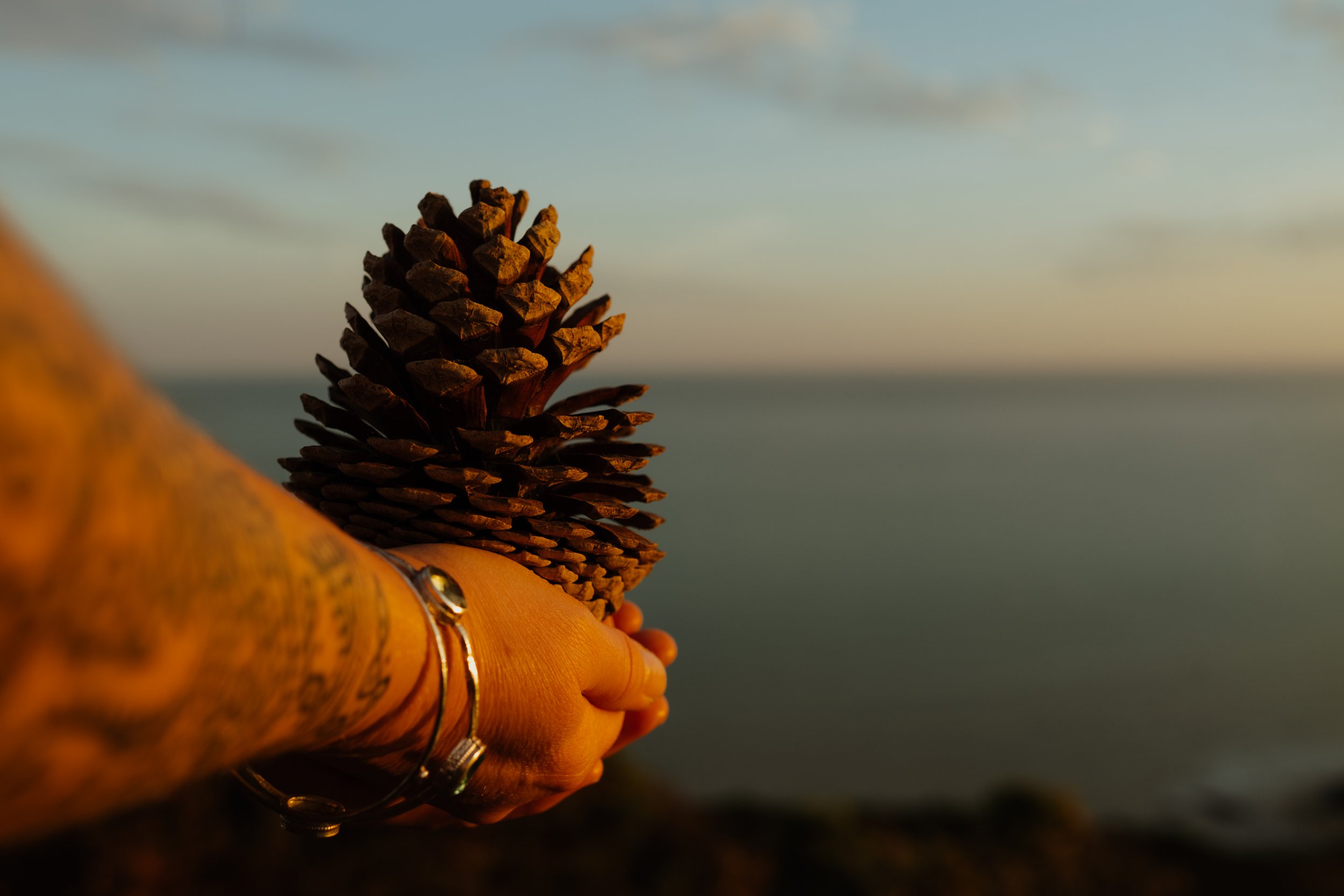 Person holding a pinecone near a body of water during sunset or sunrise.