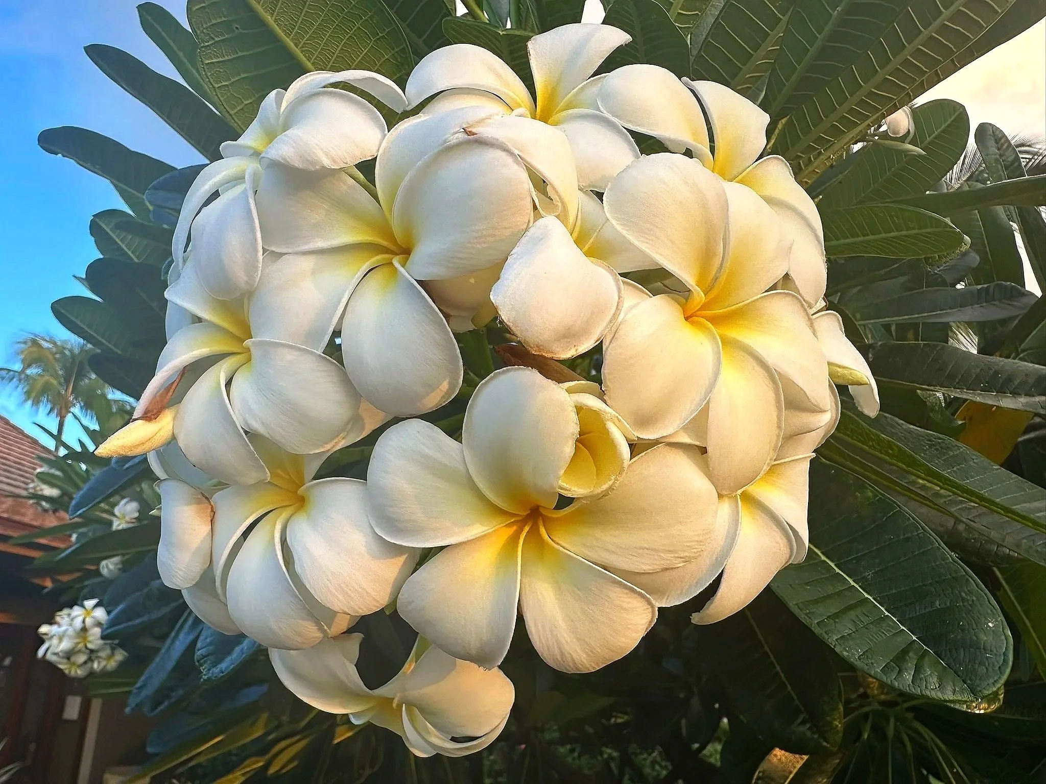 Holodynamics Explained: Healing Beyond the Physical Body