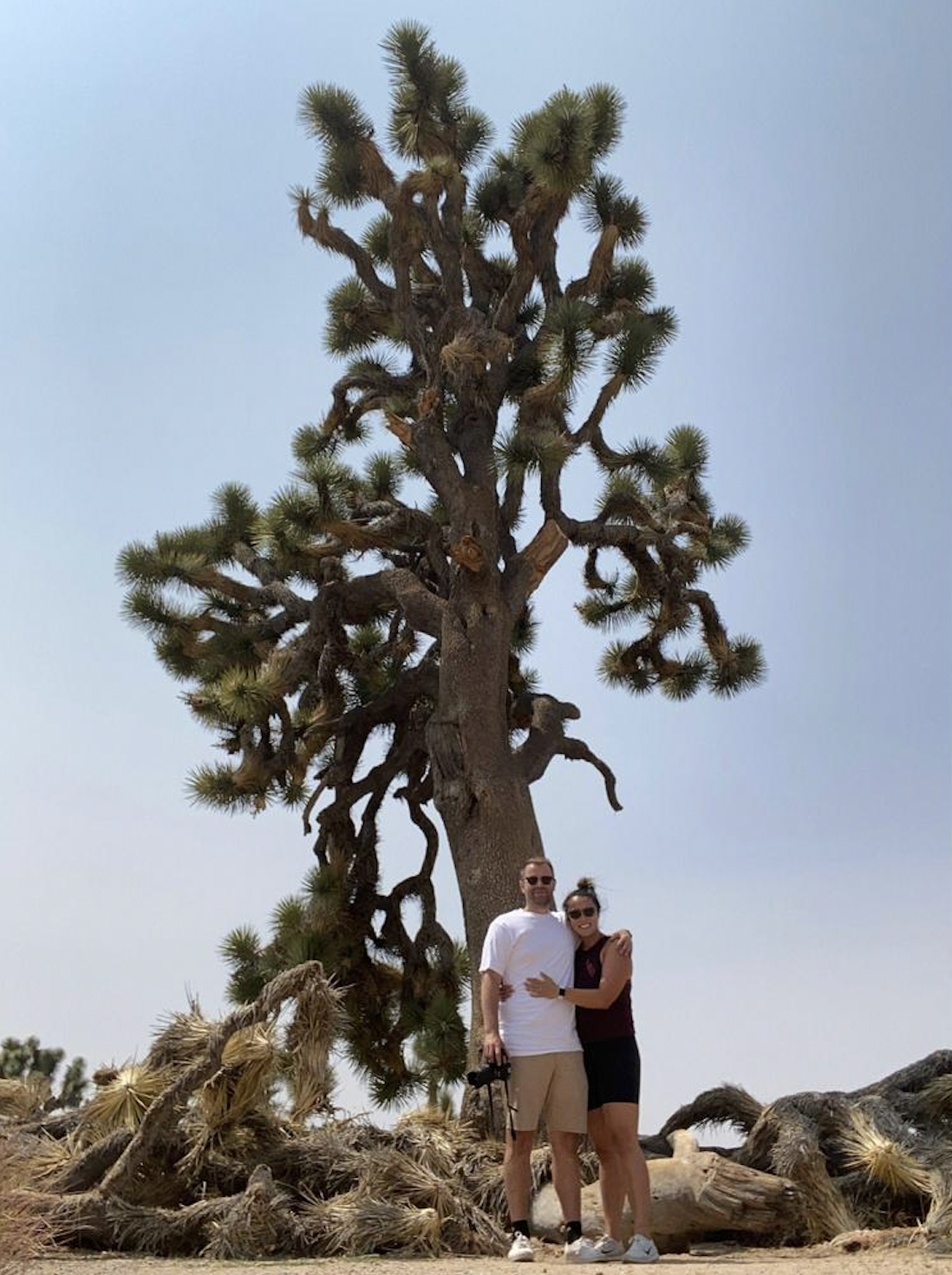 A couple standing close together next to a large, twisted Joshua tree in a desert landscape under a clear blue sky.