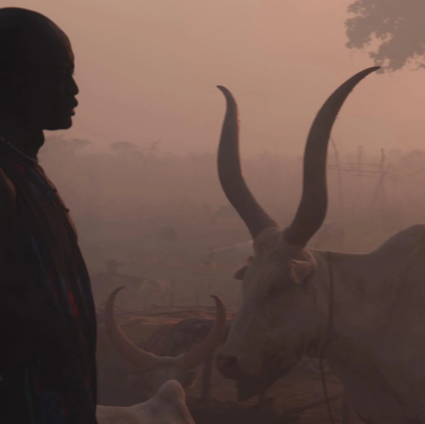 &ldquo;Cattle of Kings&rdquo; by Karolina Wojtasik is a photo series documenting the Mundari Tribe in South Sudan.

The award-winning photographs focus on the deep connection of the Tribe with their Ankole-Watusi cattle and the cultural significance 