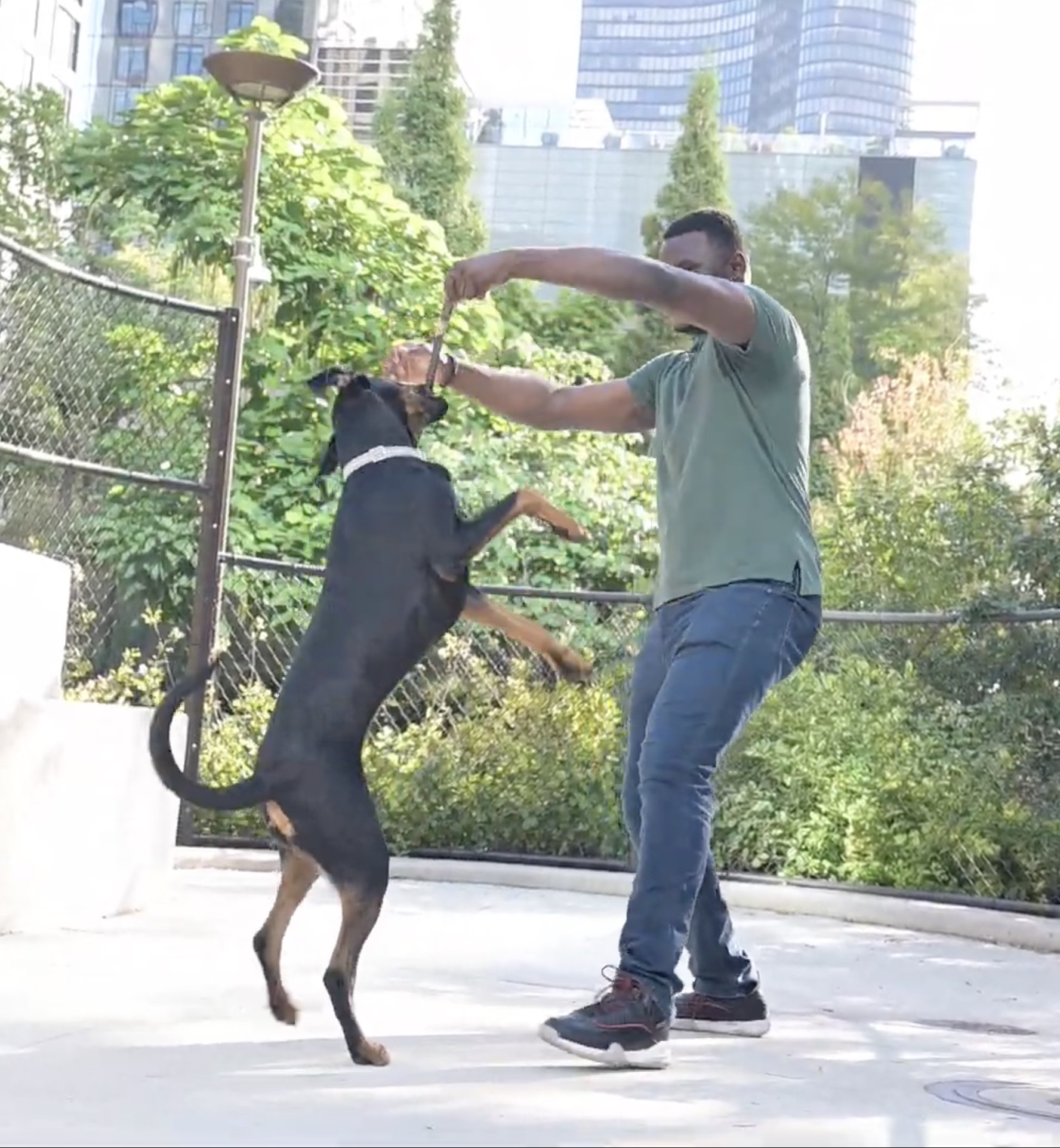 A person playing with a black and brown dog, possibly training or playing fetch, outdoors in a park or urban area with trees and tall buildings in the background.