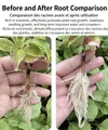Expanded Vermiculite (Hydrophobic & Hydrophilic): roots