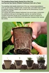 Nursery Pots and Trays: nursery pot plastic pe cold resistant
