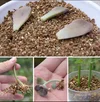 Expanded Vermiculite (Hydrophobic & Hydrophilic): vermiculite