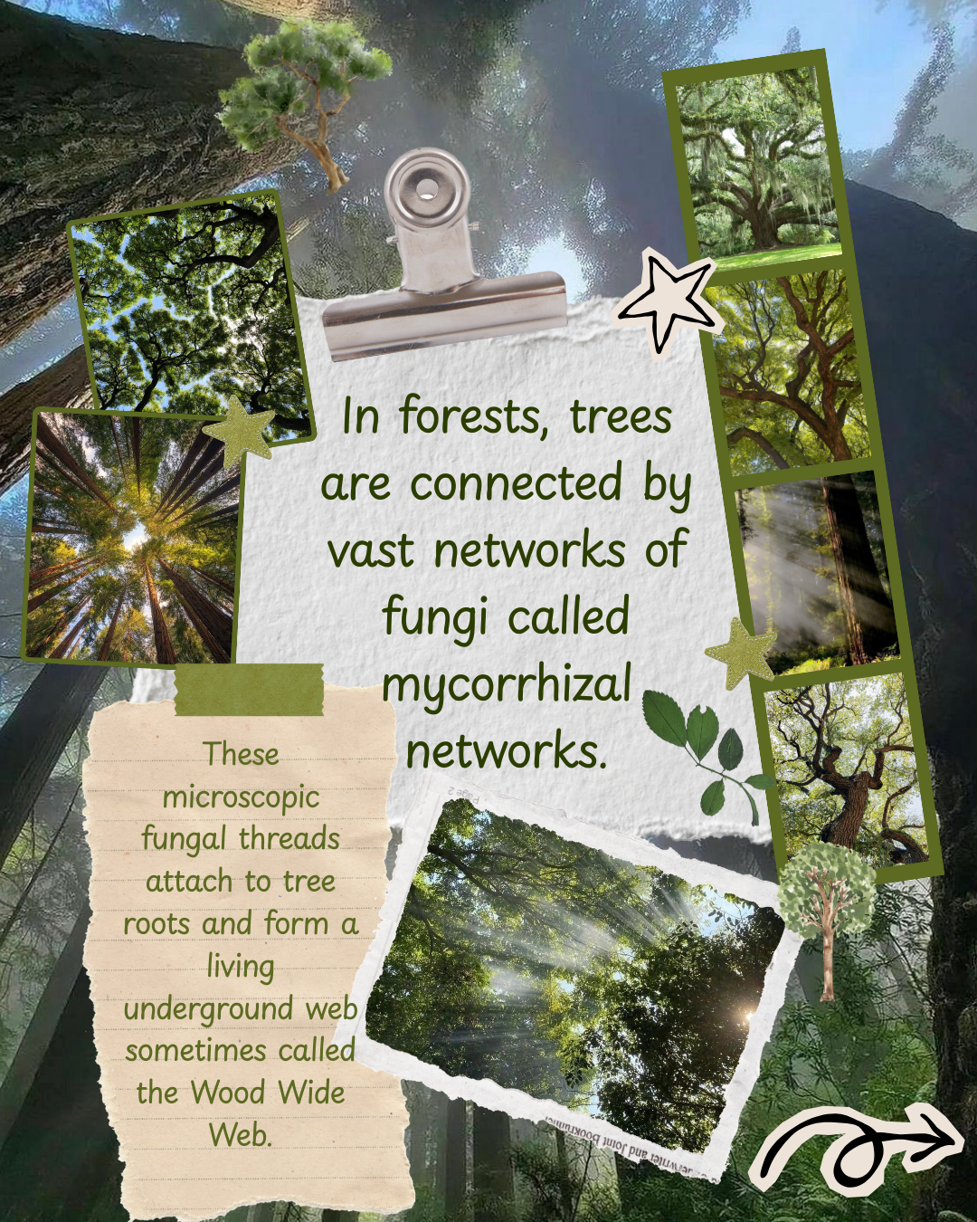 Educational collage about trees and fungi in forests, showing pictures of trees and fungus threads, with a central text explaining mycorrhizal networks and fungal threads attaching to tree roots.