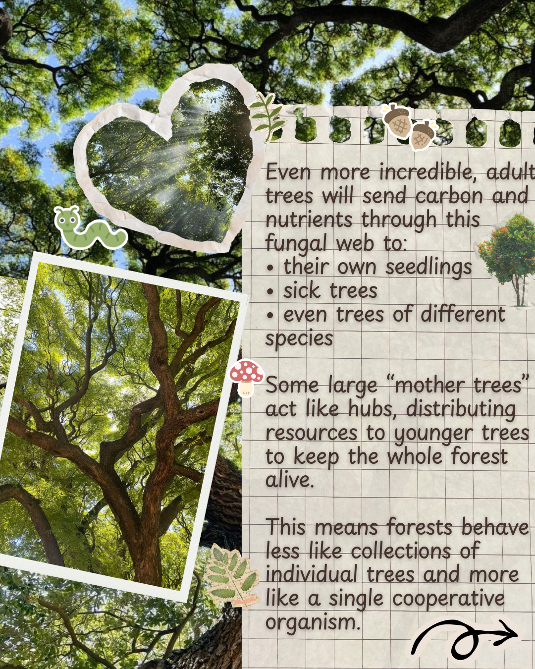Photograph of tall trees with green leaves and sunlight shining through the canopy, with added illustrations of a caterpillar, acorns, a mushroom, and a leaf, along with handwritten notes about trees and their roles in ecosystems.