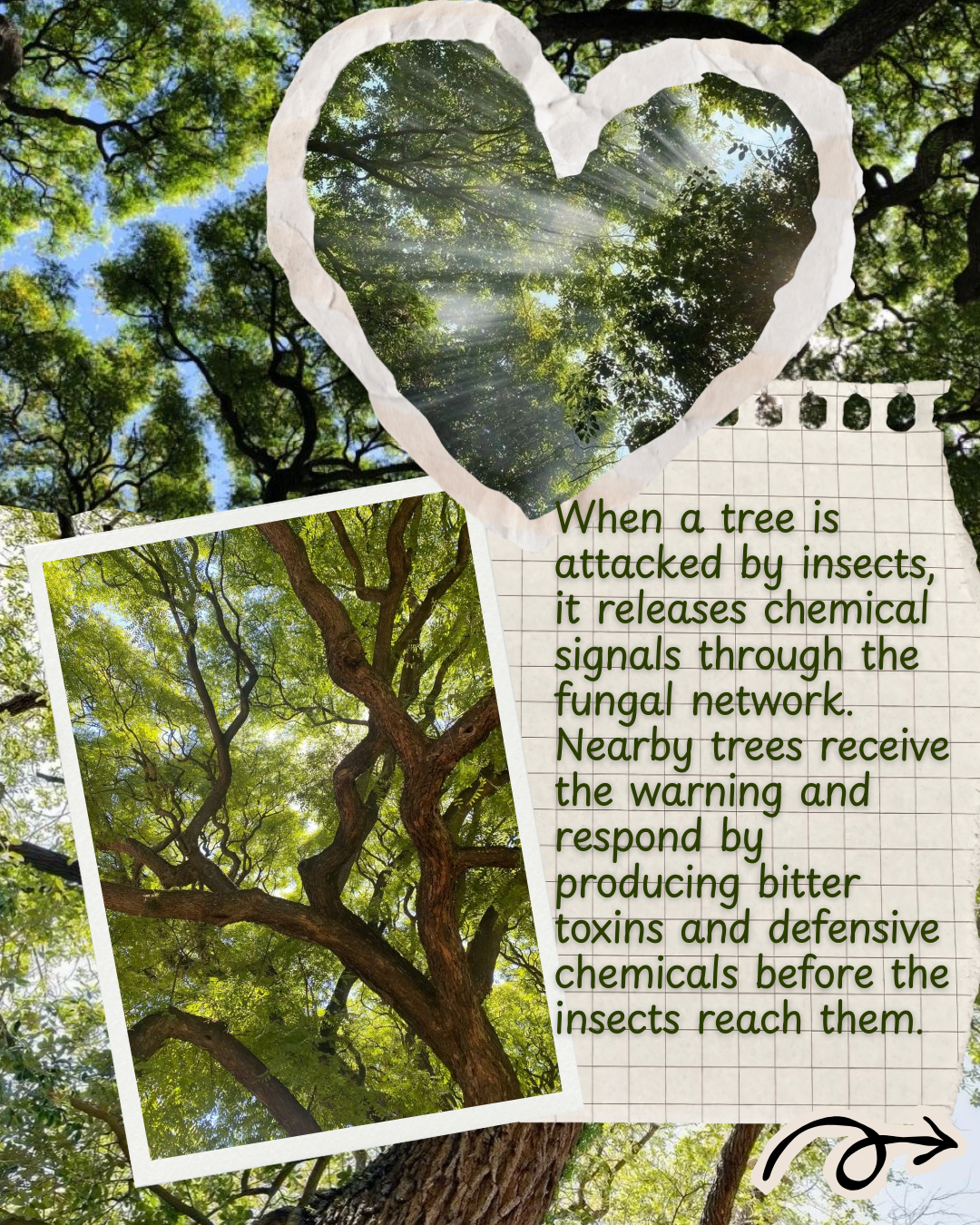A collage with a background of a tall, leafy tree viewed from below with sunlight streaming through the branches. At the top, a heart-shaped cutout shows the same tree's canopy. On the right side, a piece of graph paper contains explanatory text abou