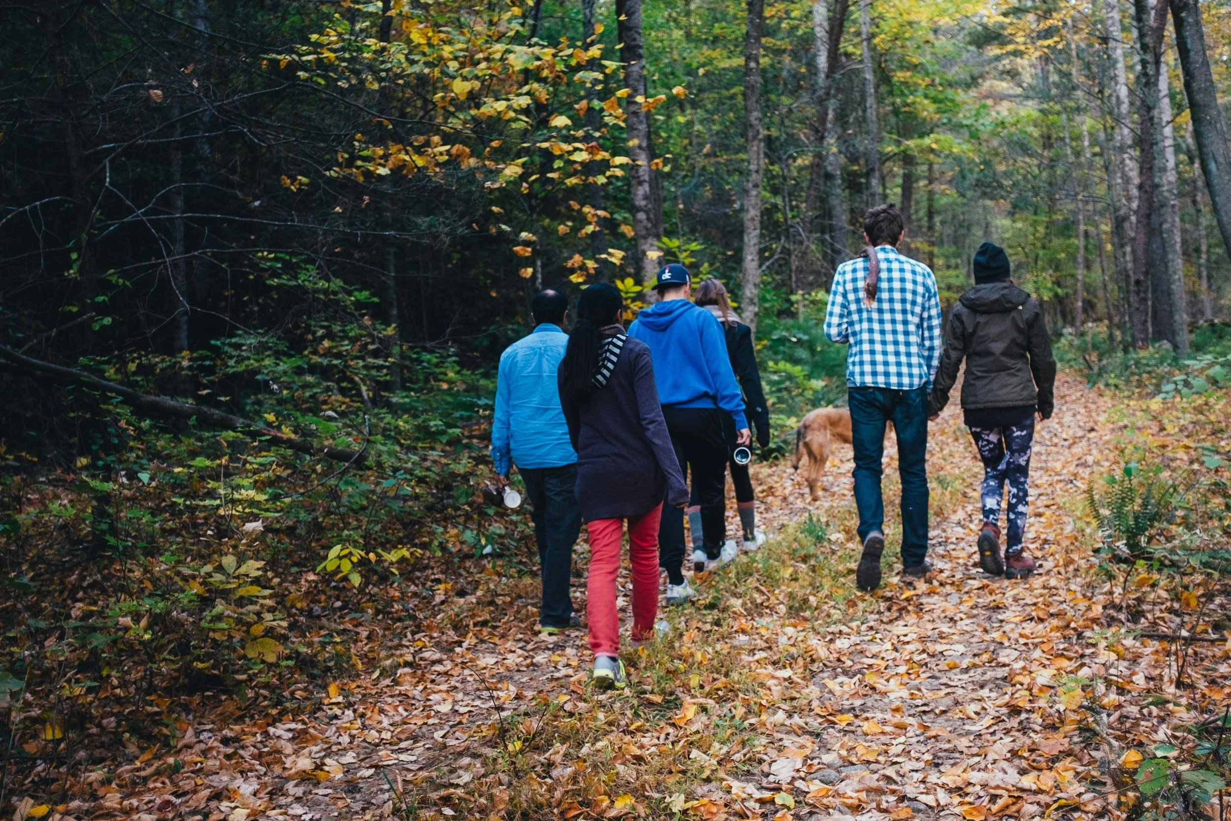 Several people walk on trail surrounded by foliage.